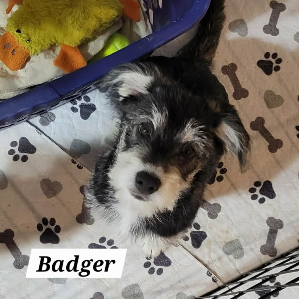 Enlarge Badger, a Adoptable Terrier in Loves Park, IL image 4/4
