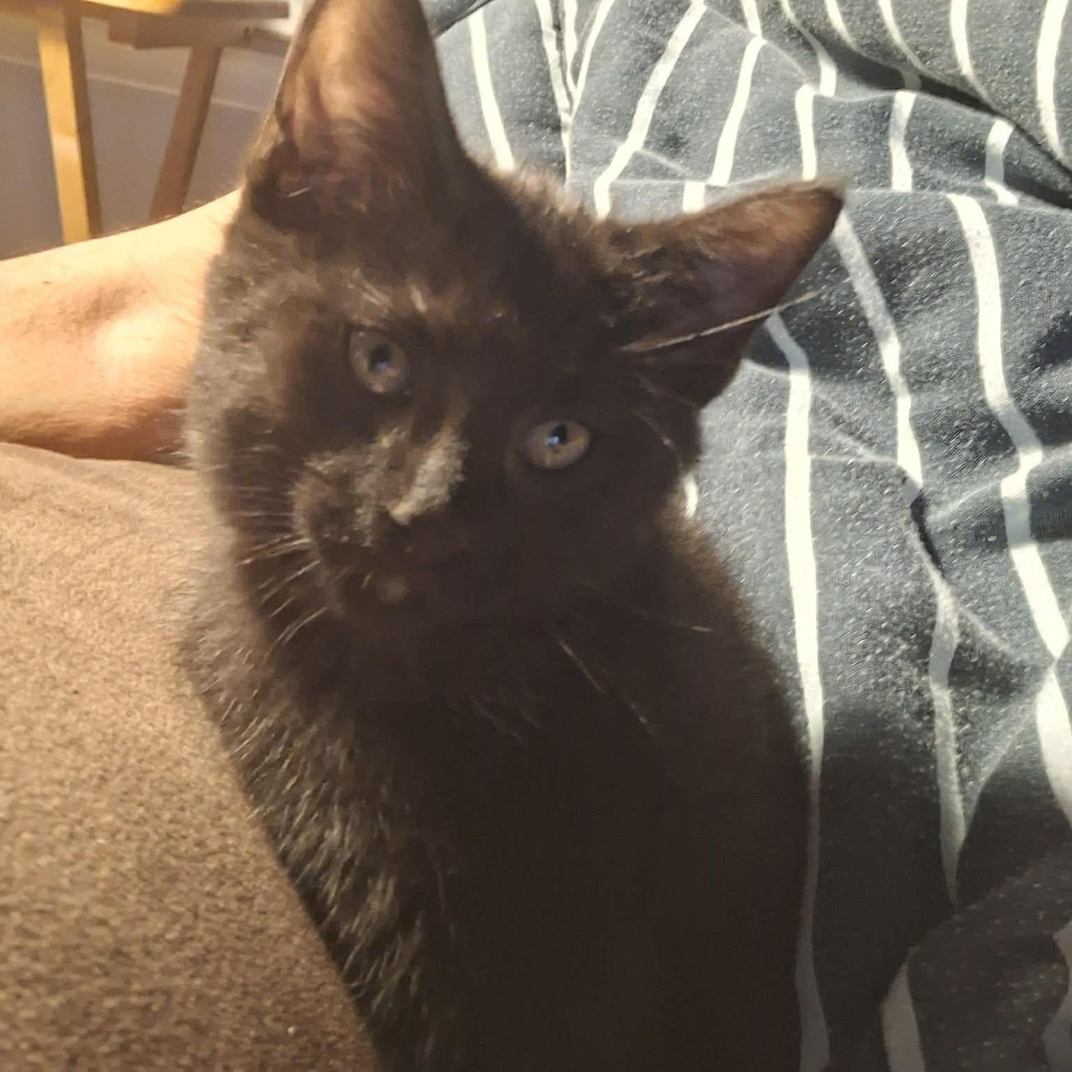 Enlarge Cedar , a ADOPTABLE mixed breed in Westland, MI image 1/2