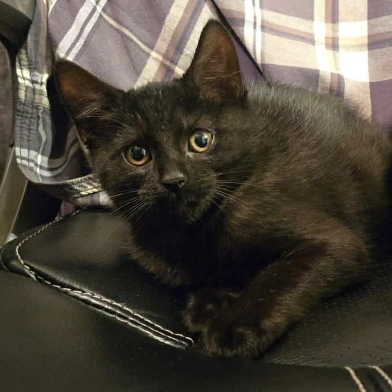 Enlarge Cedar , a ADOPTABLE mixed breed in Westland, MI image 2/2