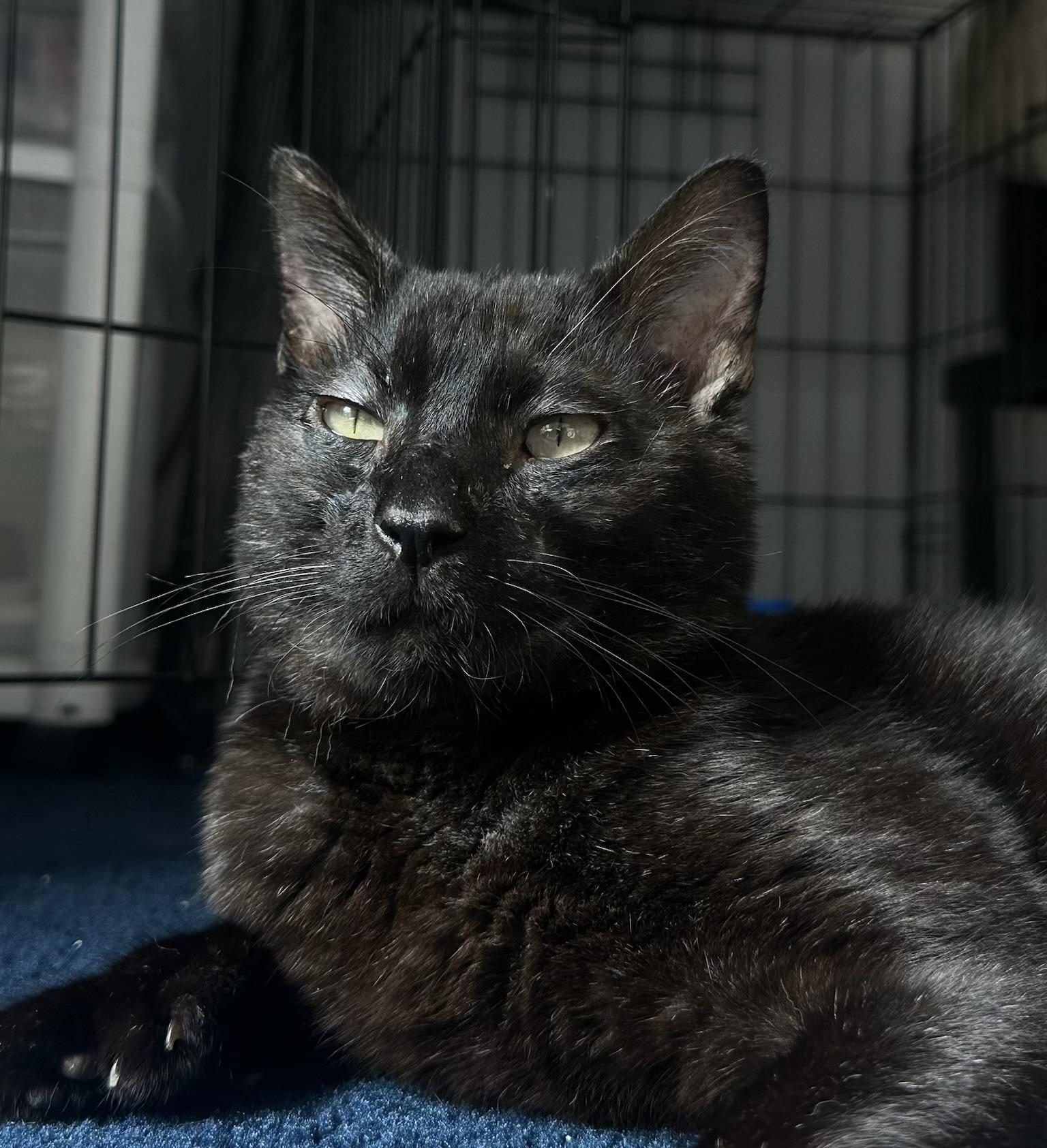 Nolan, a Adoptable Domestic Short Hair in Johnston, RI image 3/6