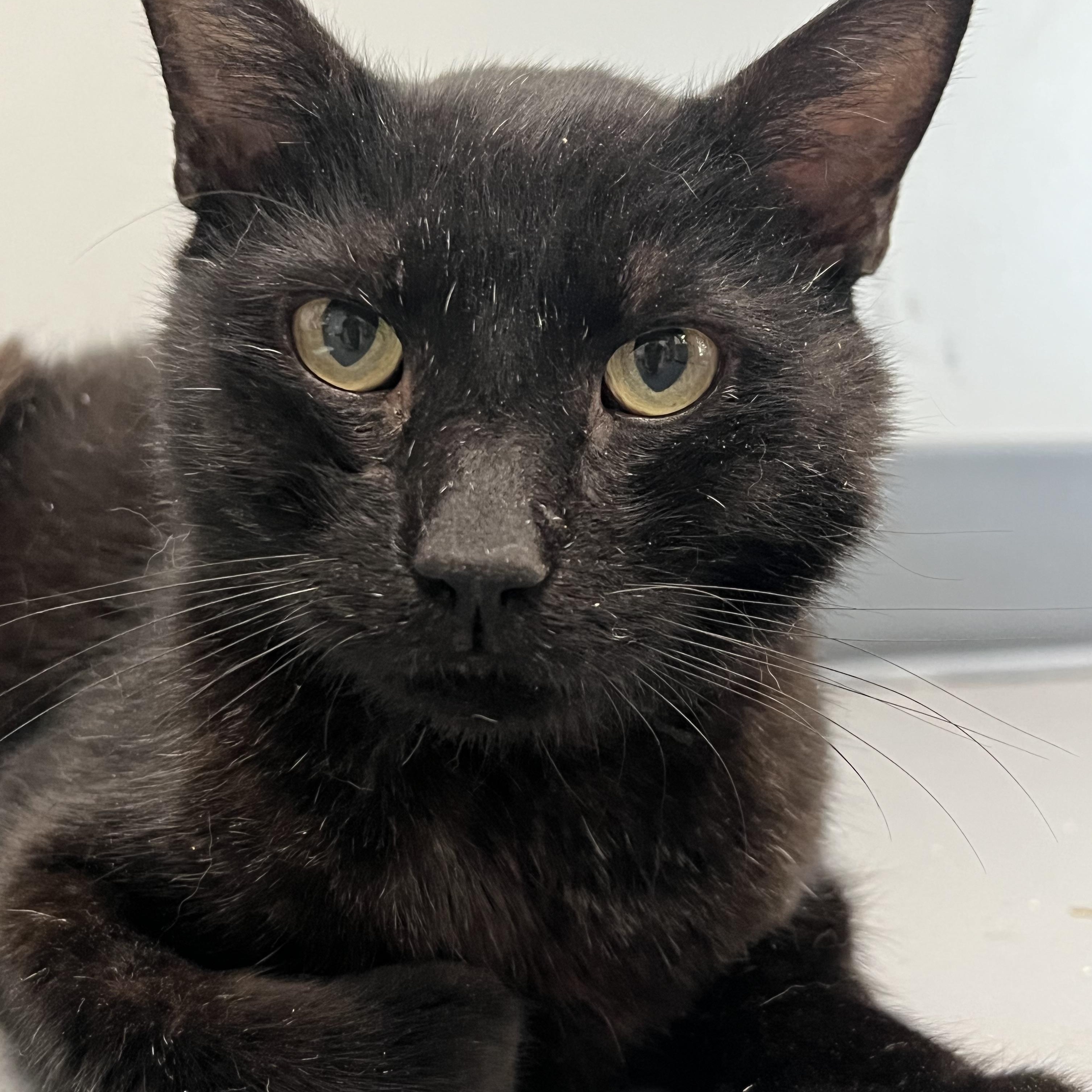 Nolan, a Adoptable Domestic Short Hair in Johnston, RI image 1/6