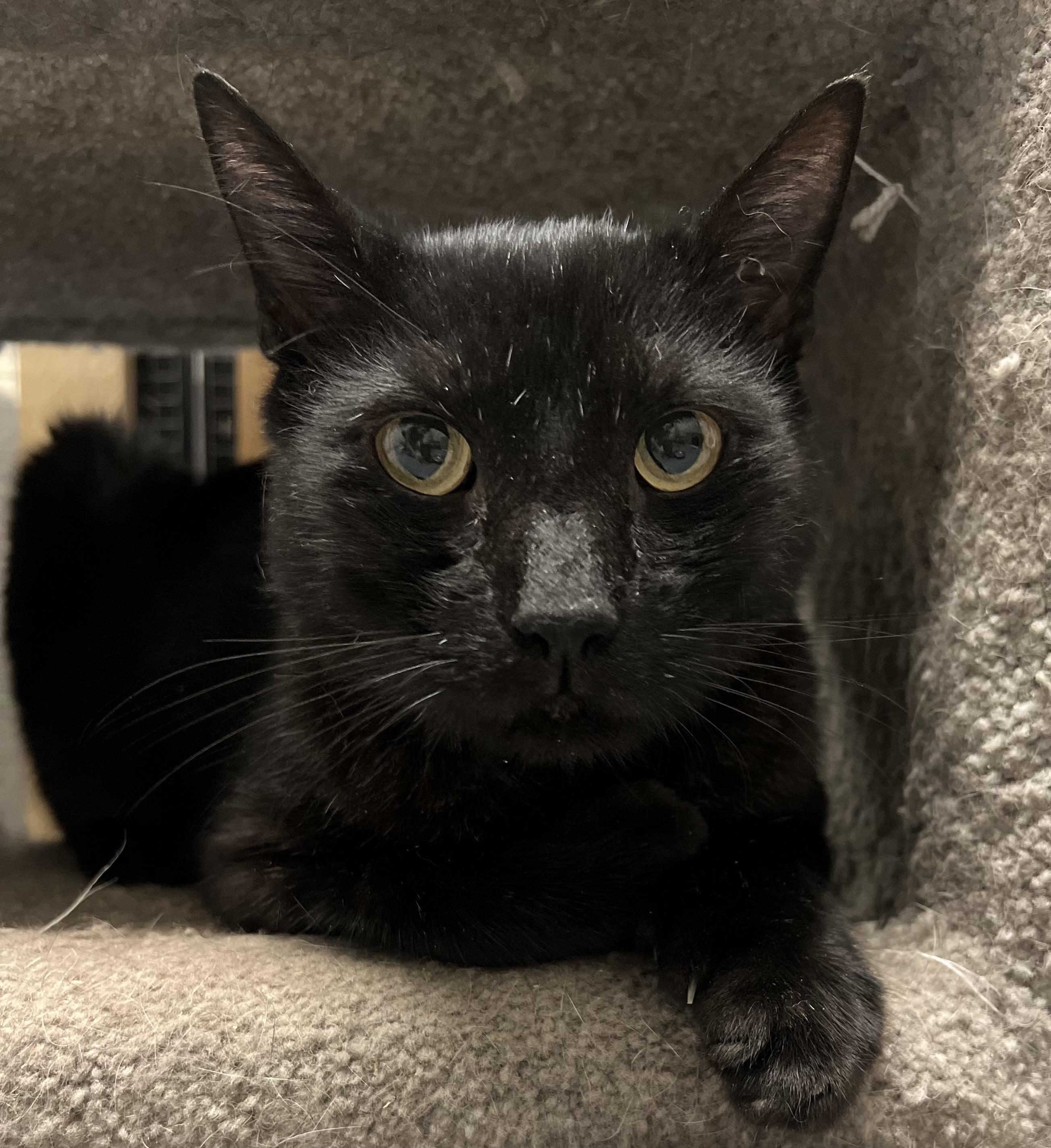 Nolan, Adoptable, Adult Male Domestic Short Hair.