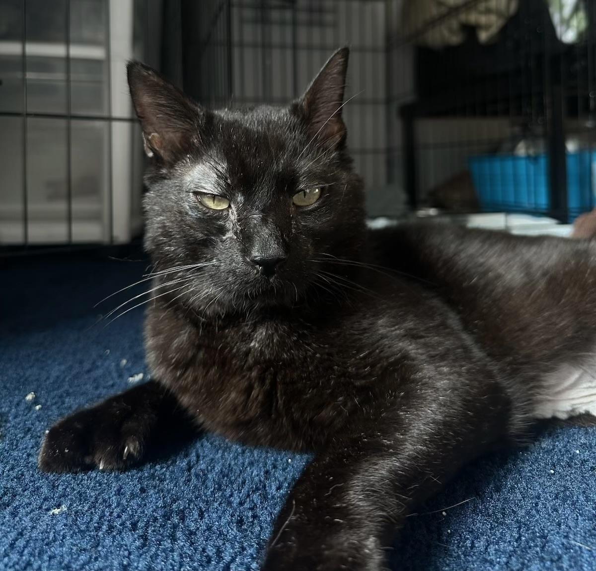 Nolan, a Adoptable Domestic Short Hair in Johnston, RI image 6/6