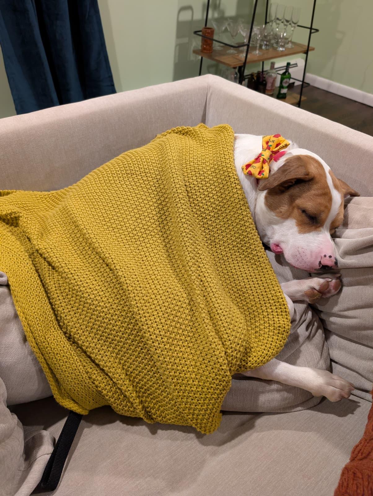 Enlarge Loki, a ADOPTABLE Mixed Breed in Matawan, NJ image 3/3