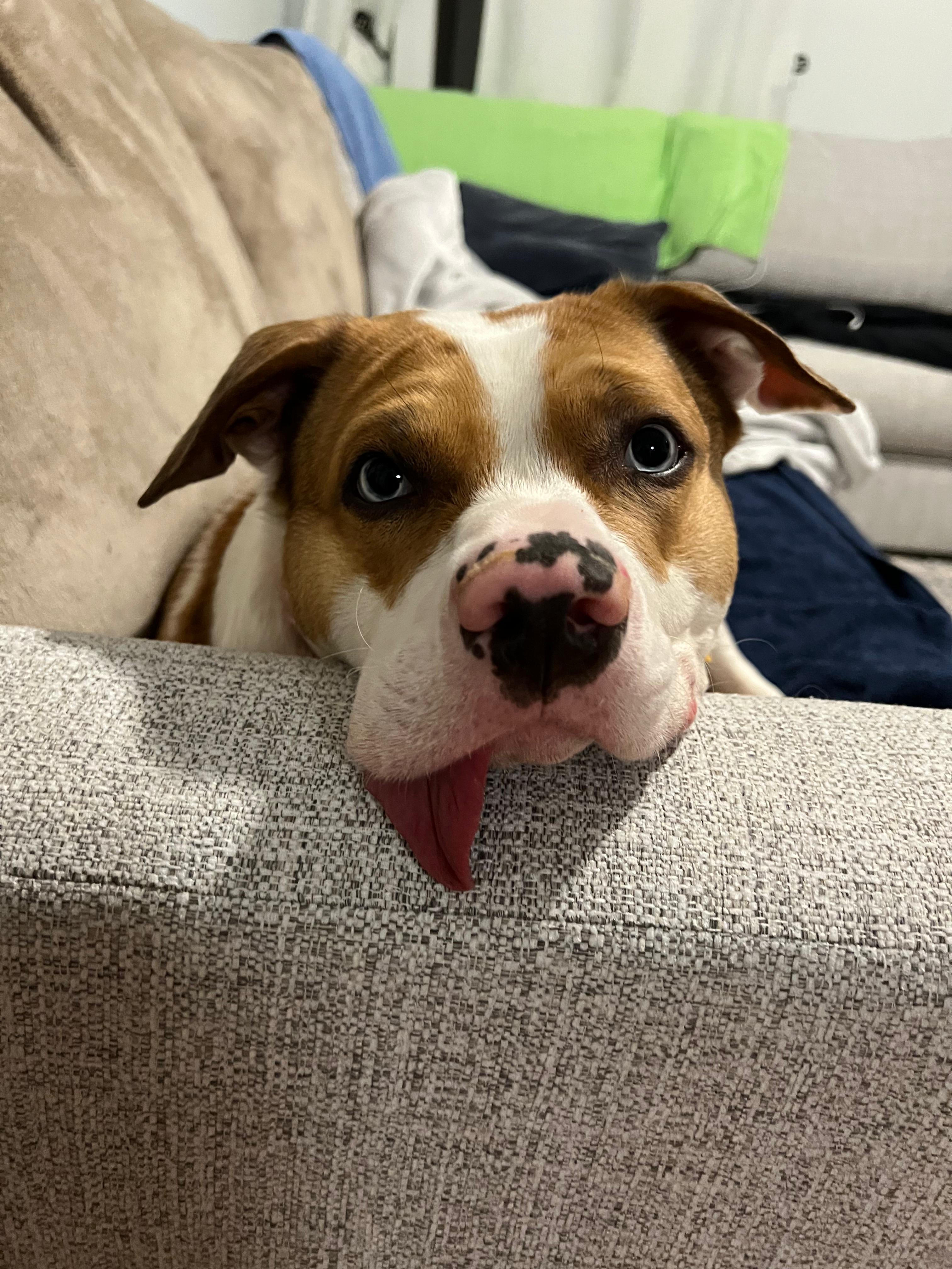 Enlarge Loki, a ADOPTABLE Mixed Breed in Matawan, NJ image 1/3