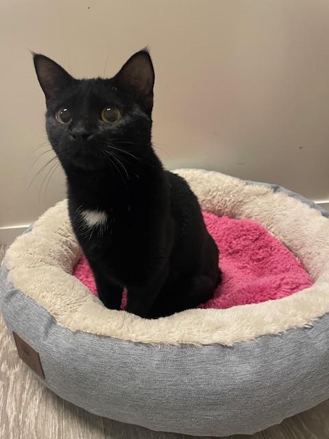 Enlarge CP - NC Locket, a Adoptable Domestic Short Hair in Winston Salem, NC image 2/3