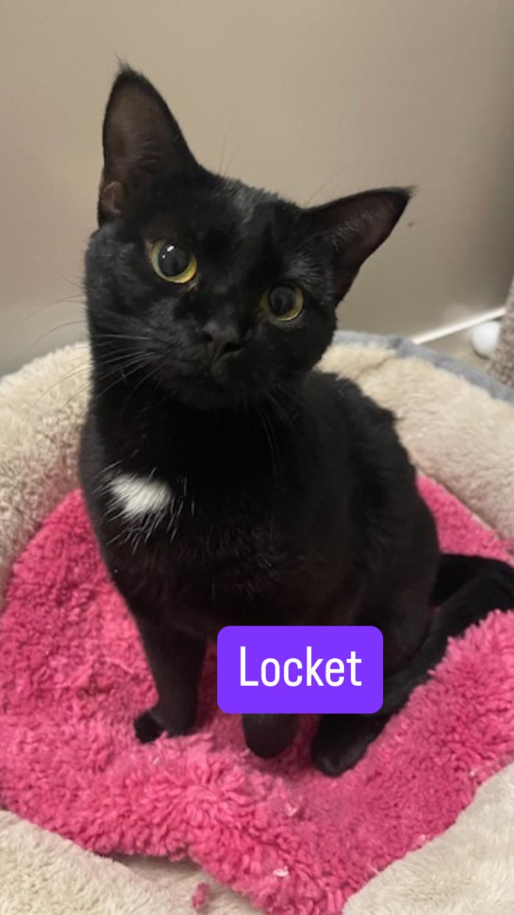 Enlarge CP - NC Locket, a Adoptable Domestic Short Hair in Winston Salem, NC image 3/3