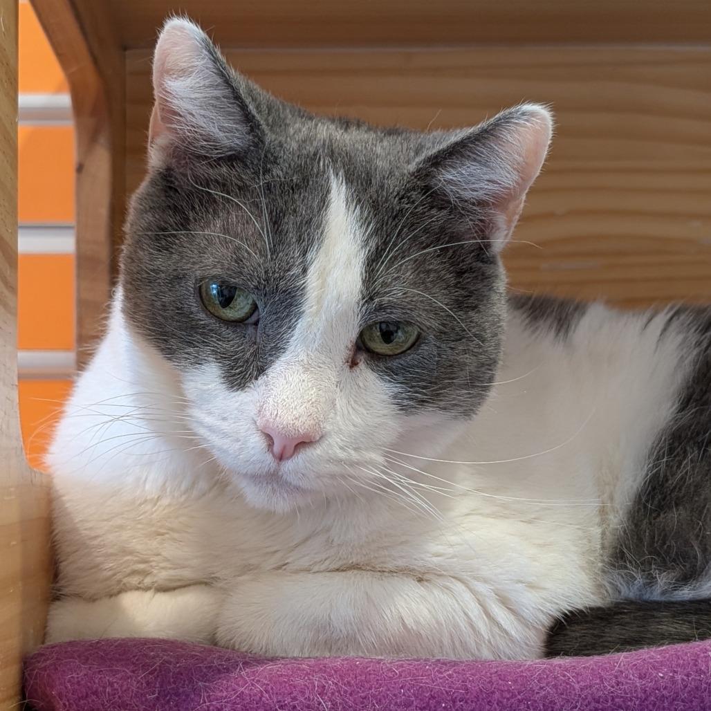 Muscle Man, Adoptable, Senior Male Domestic Short Hair.