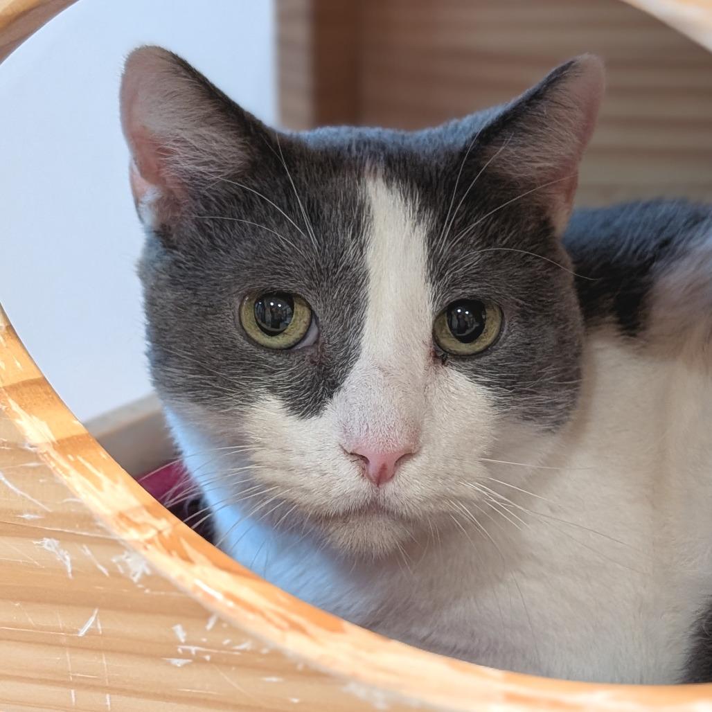 Enlarge Muscle Man, a Adoptable Domestic Short Hair in Washington Township, OH image 2/2