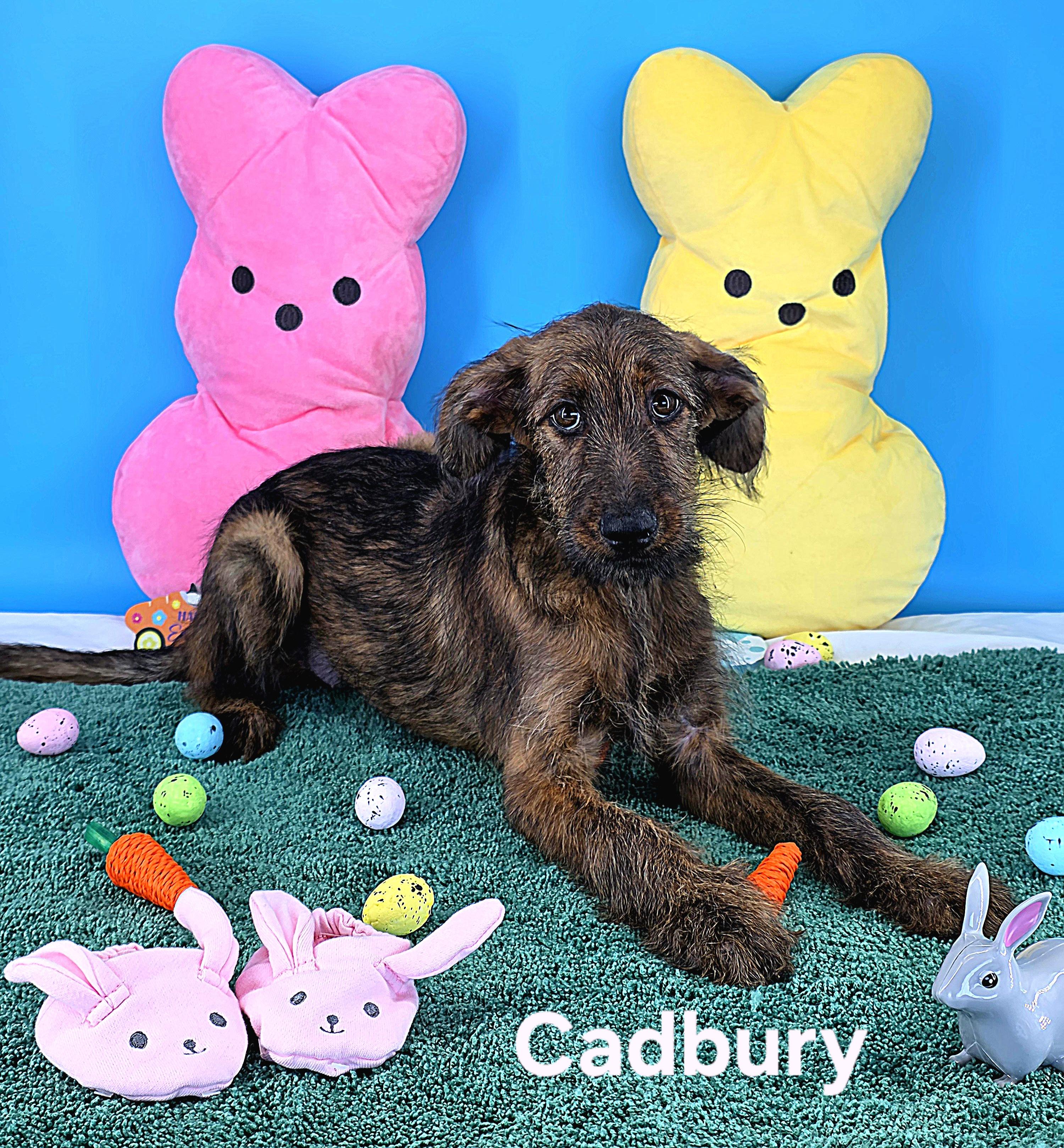Cadbury , adopted, Young Female Irish Wolfhound.