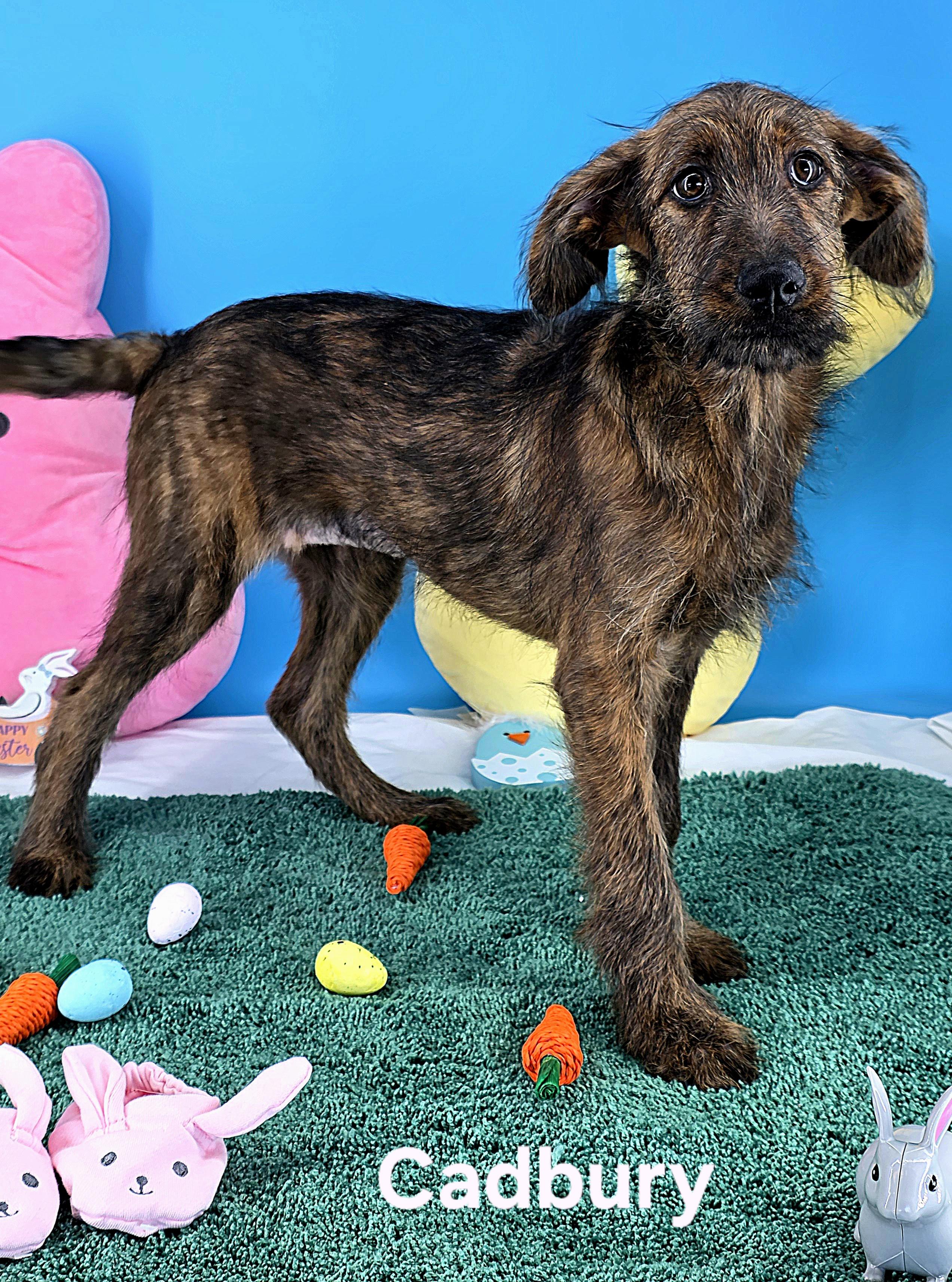 Enlarge Cadbury , an adopted mixed breed in Knoxville, TN image 2/4