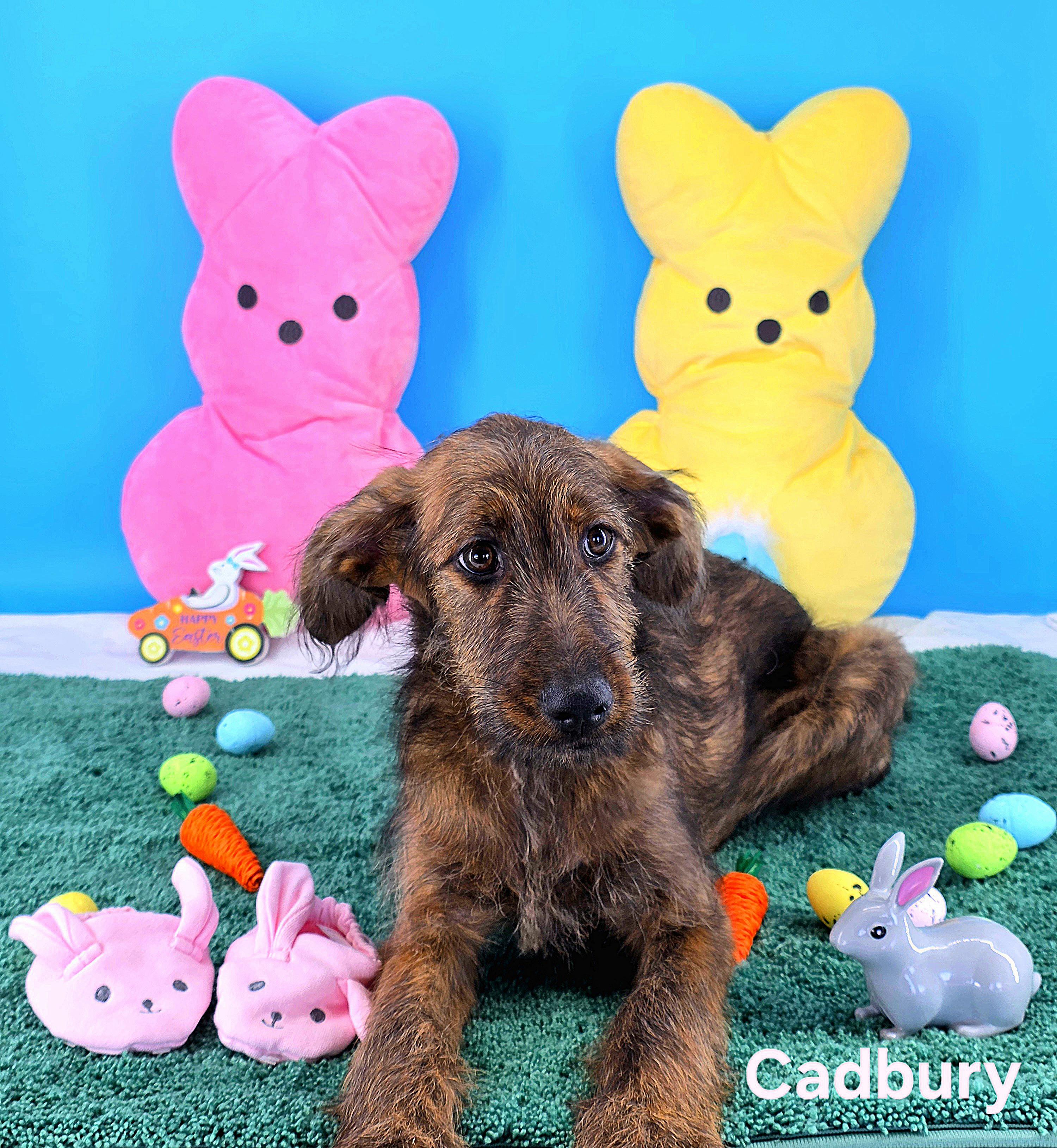 Enlarge Cadbury , an adopted mixed breed in Knoxville, TN image 3/4