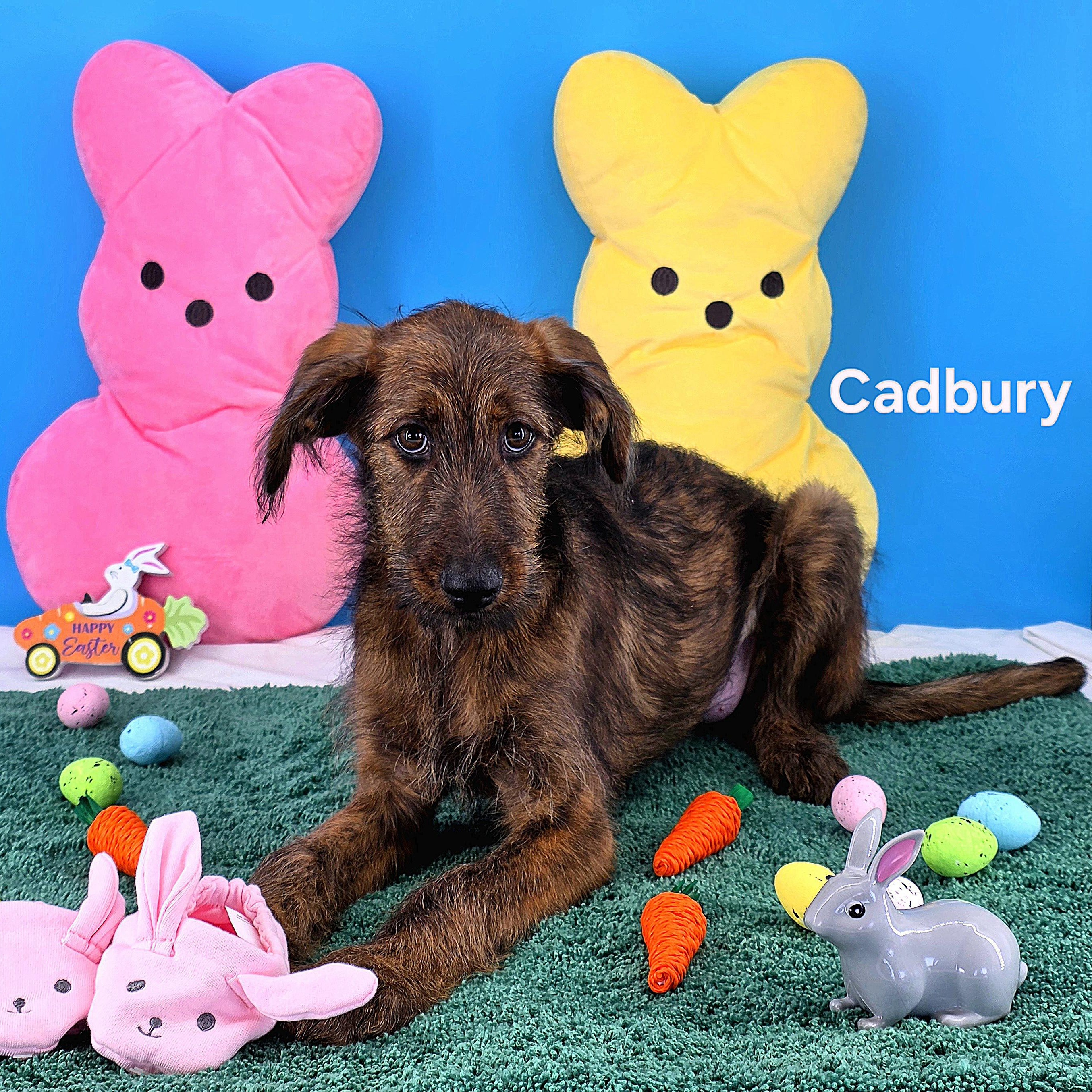 Enlarge Cadbury , an adopted mixed breed in Knoxville, TN image 4/4