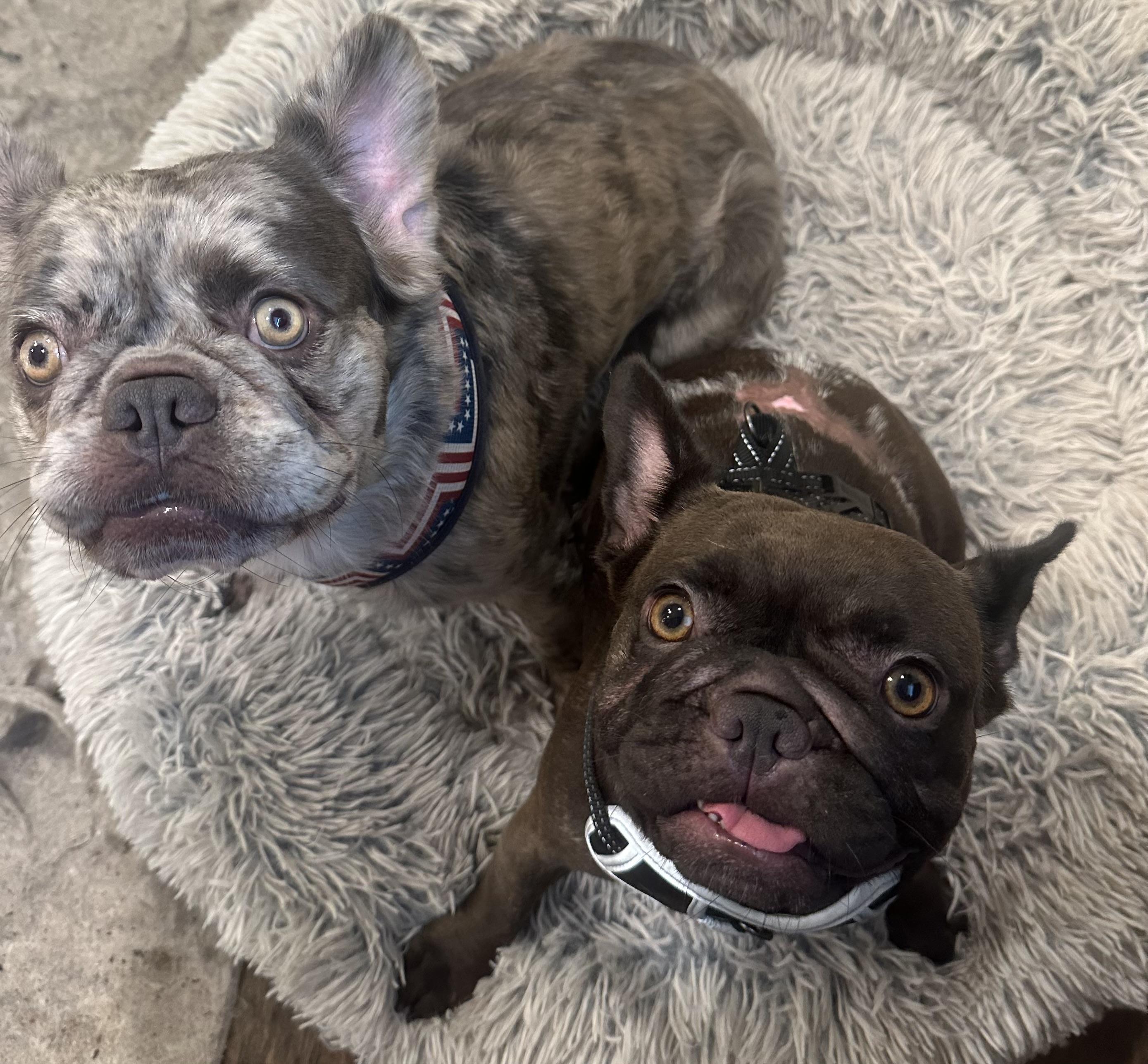 Enlarge Allie & London, an adoptable French Bulldog in Celina, TX image 4/6