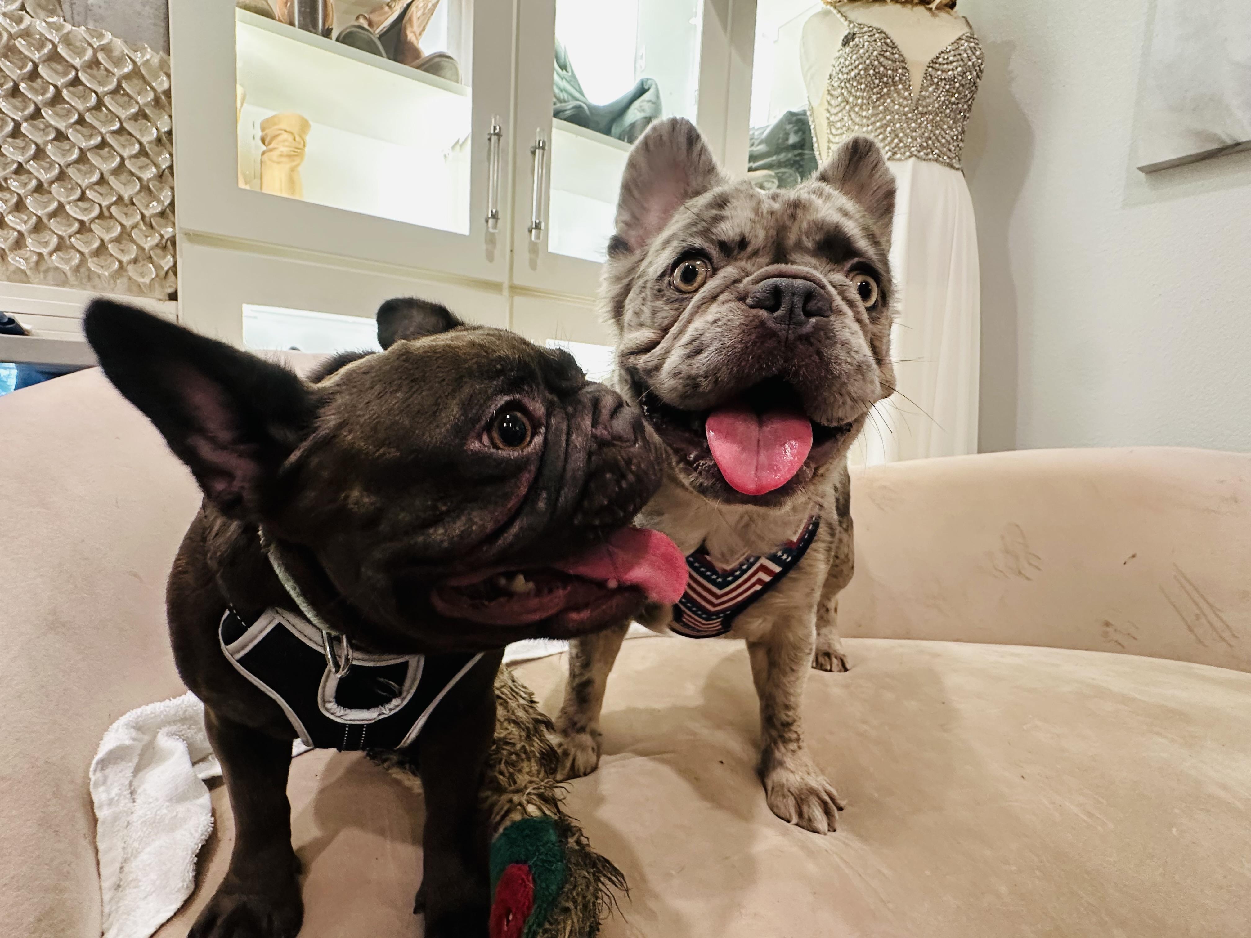 Allie & London, adoptable, Young Female French Bulldog.