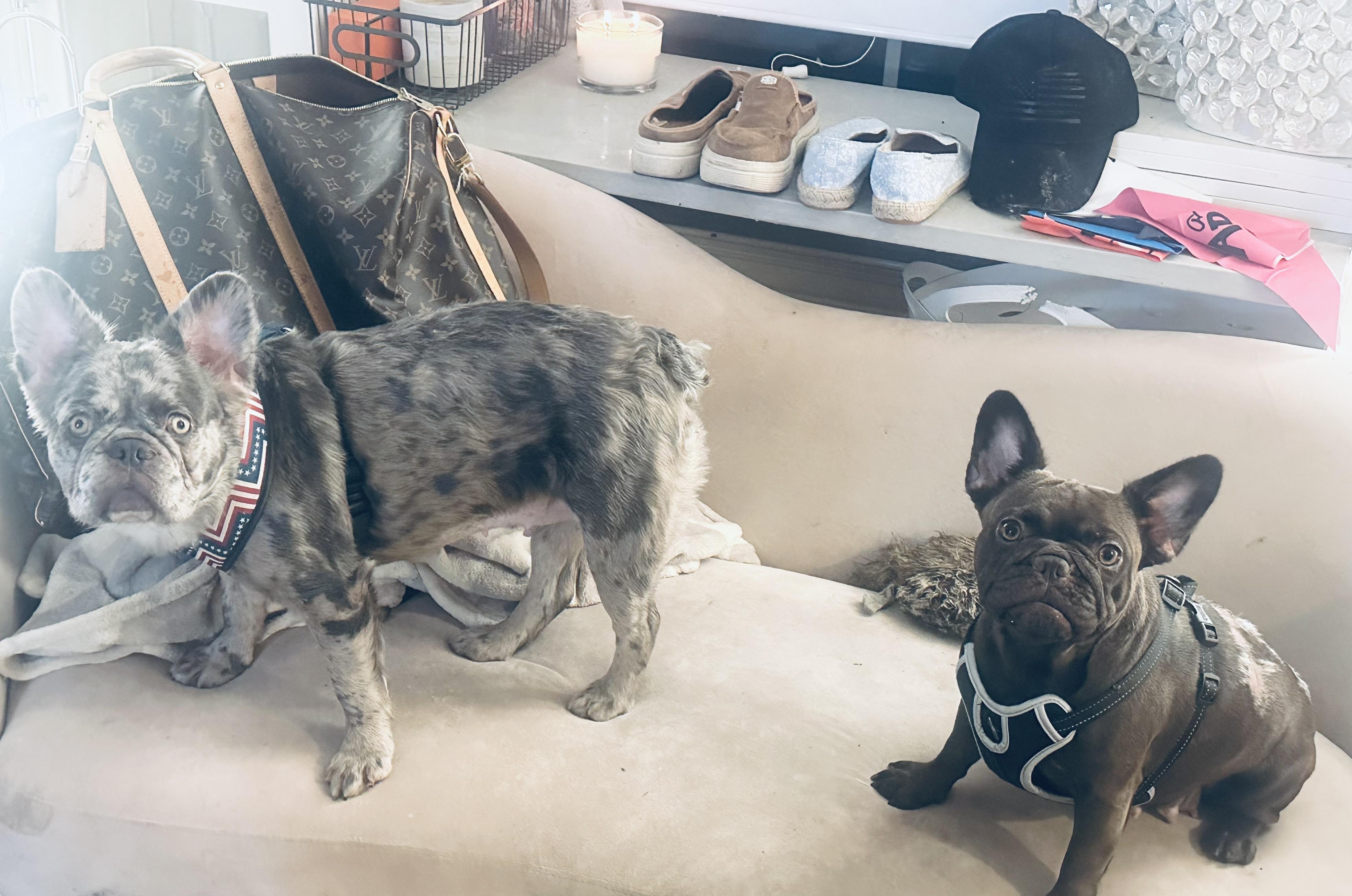 Enlarge Allie & London, an adoptable French Bulldog in Celina, TX image 5/6