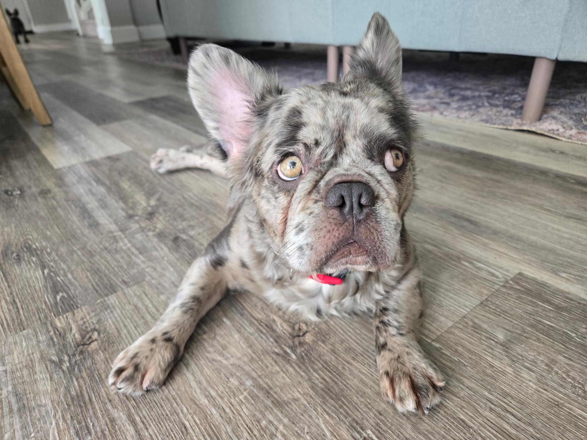 Enlarge Allie & London, an adoptable French Bulldog in Celina, TX image 2/6