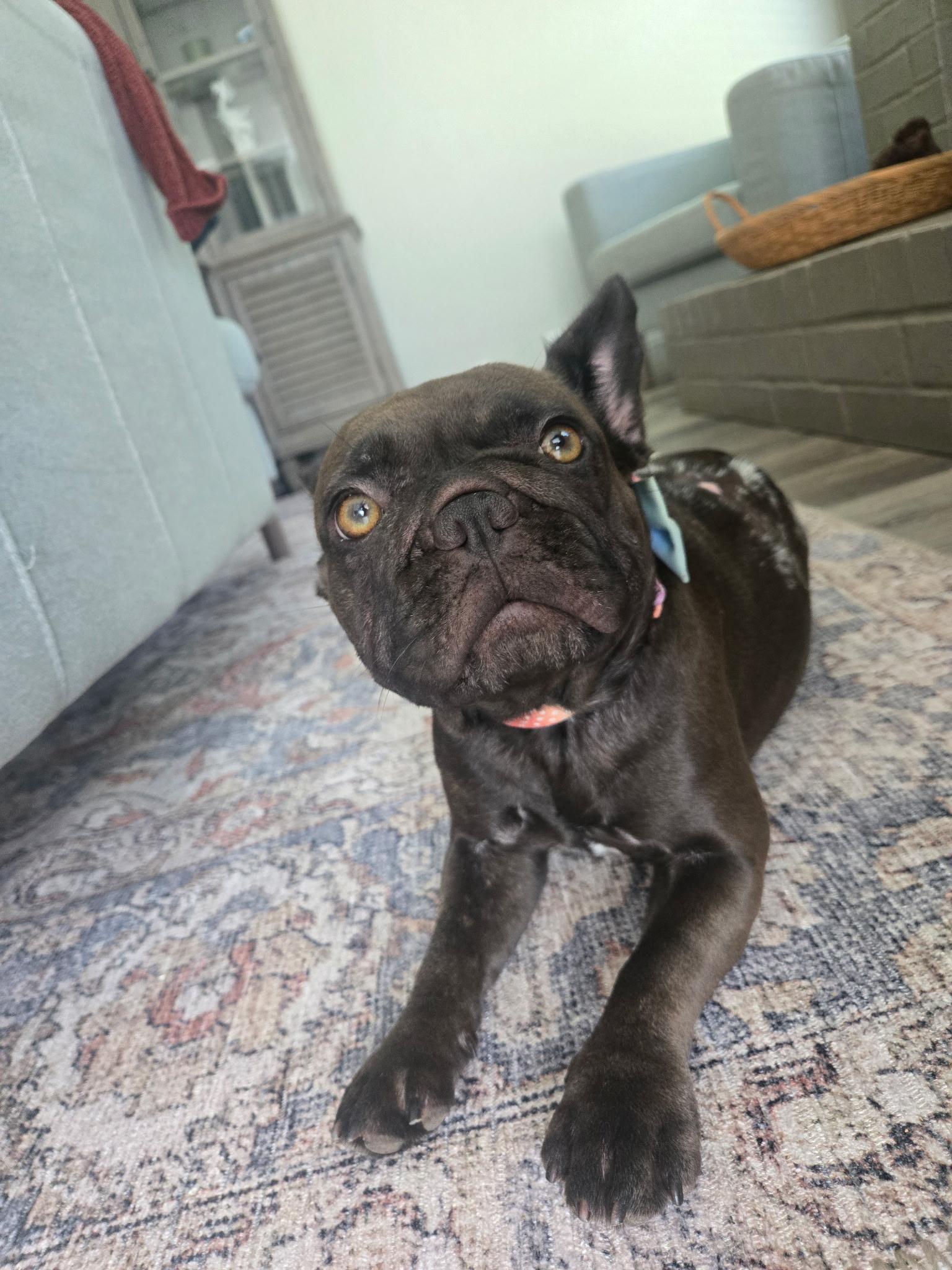 Enlarge Allie & London, an adoptable French Bulldog in Celina, TX image 3/6