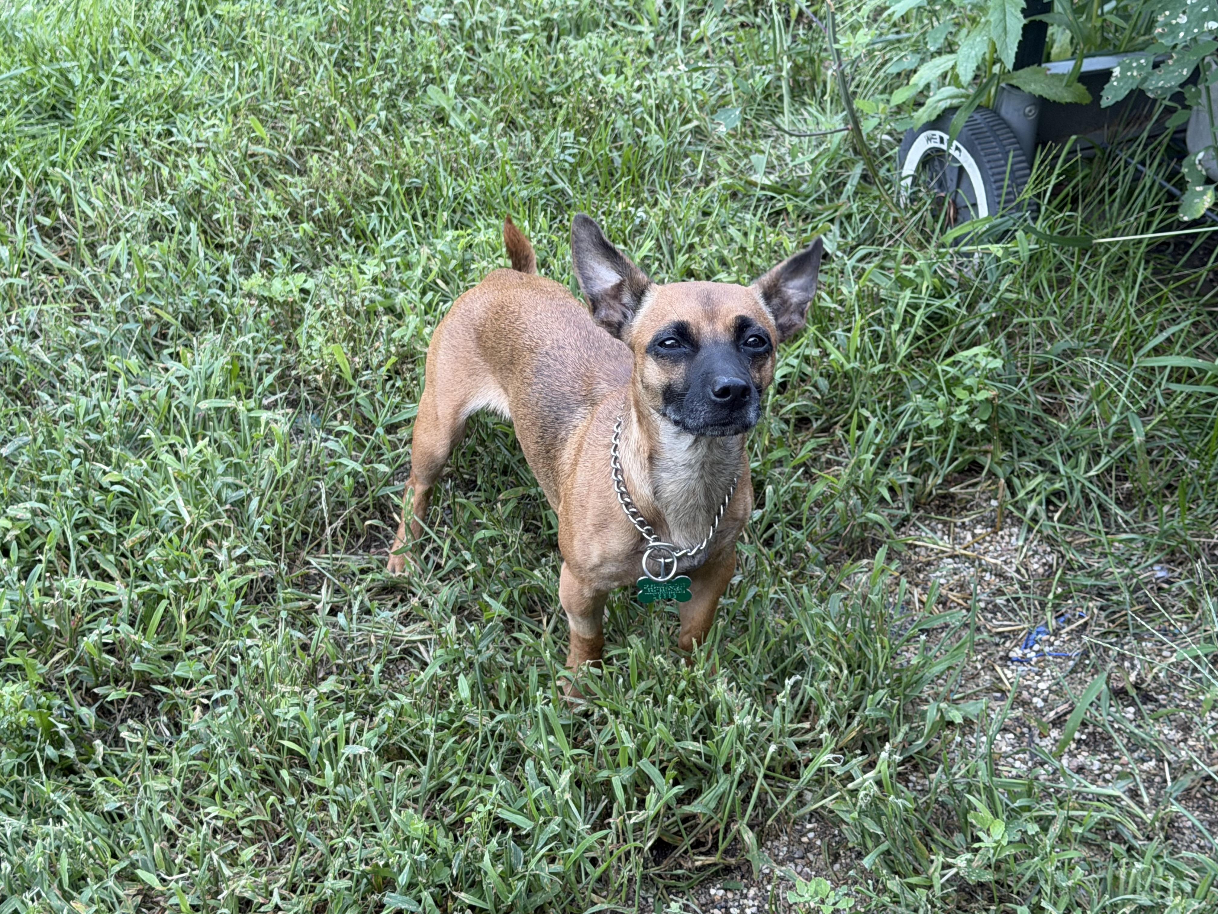 Sassy, ADOPTABLE, Adult Female Pug.