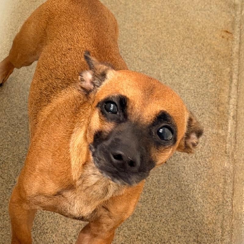 Enlarge Sassy, a ADOPTABLE mixed breed in Aurora, IL image 3/3