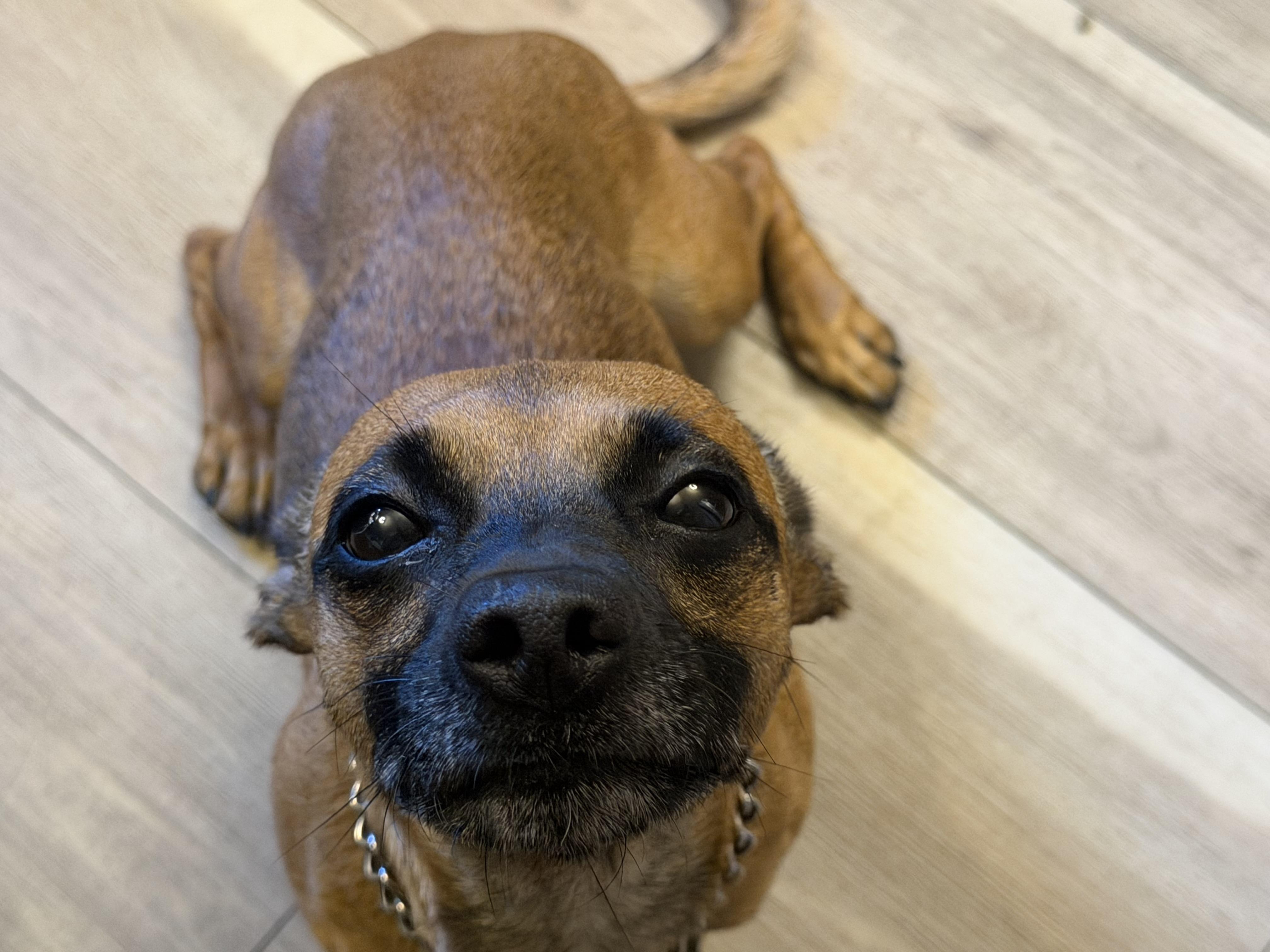Enlarge Sassy, a ADOPTABLE mixed breed in Aurora, IL image 2/3