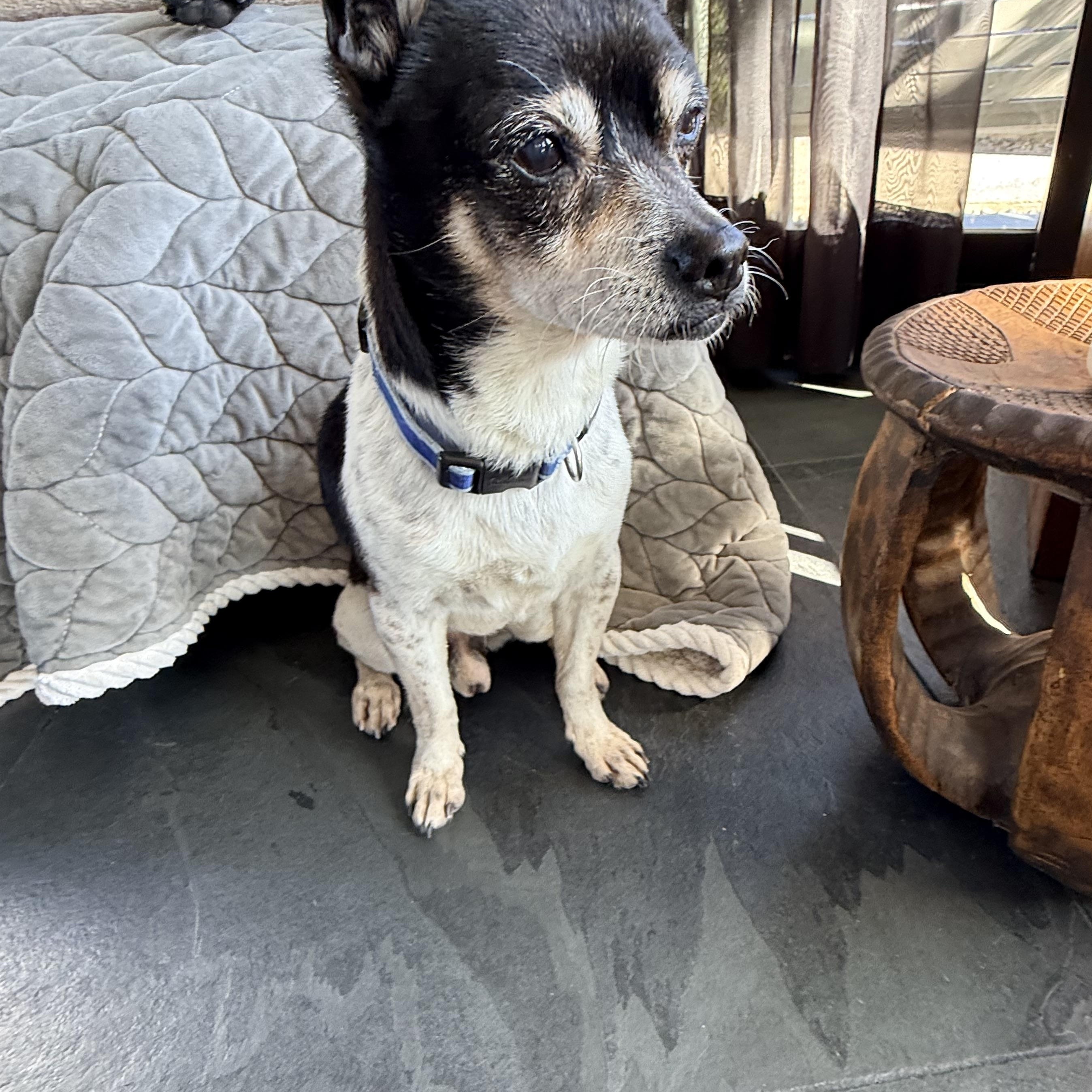 Enlarge DIEGO, a ADOPTABLE mixed breed in los angeles, CA image 4/6