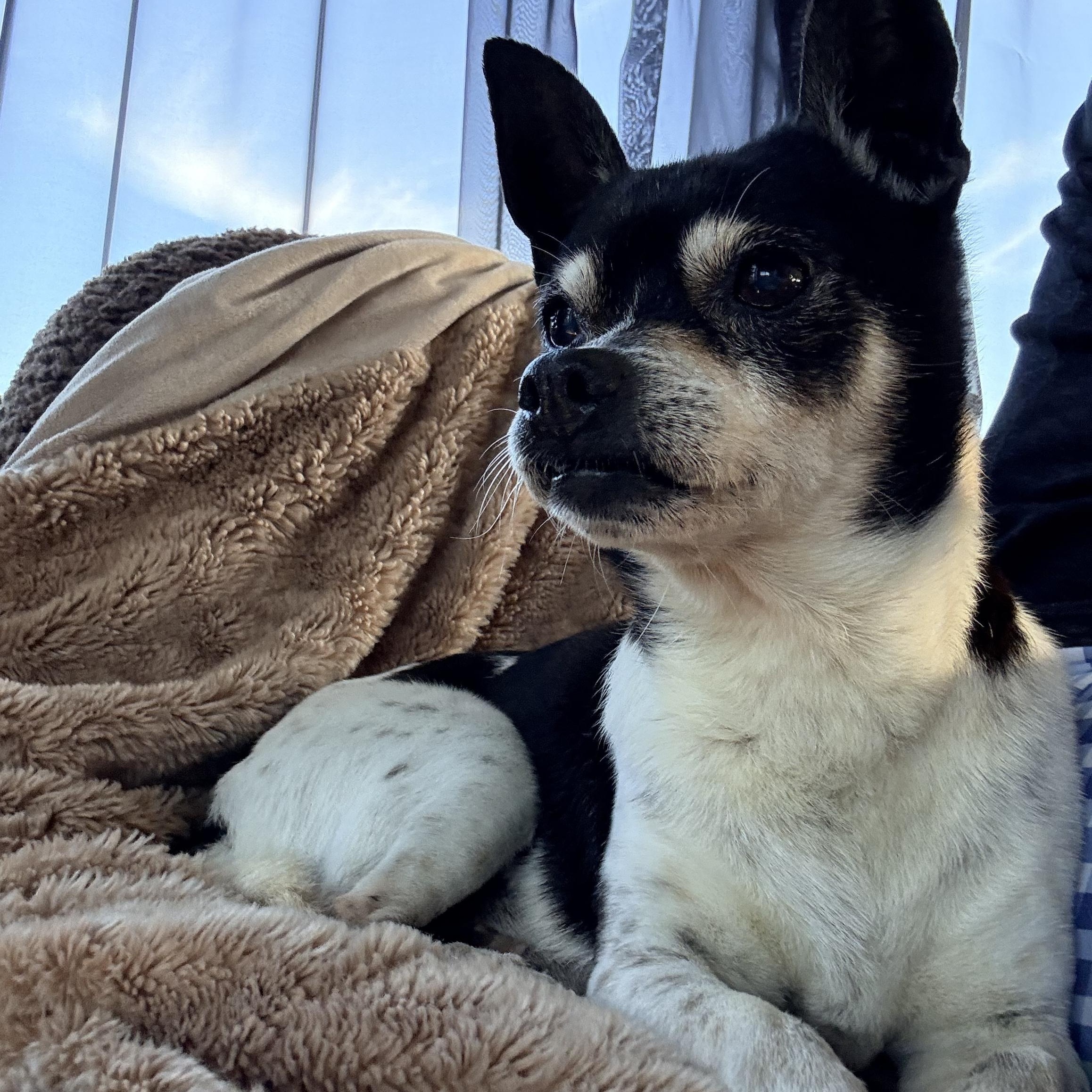 Enlarge DIEGO, a ADOPTABLE mixed breed in los angeles, CA image 5/6