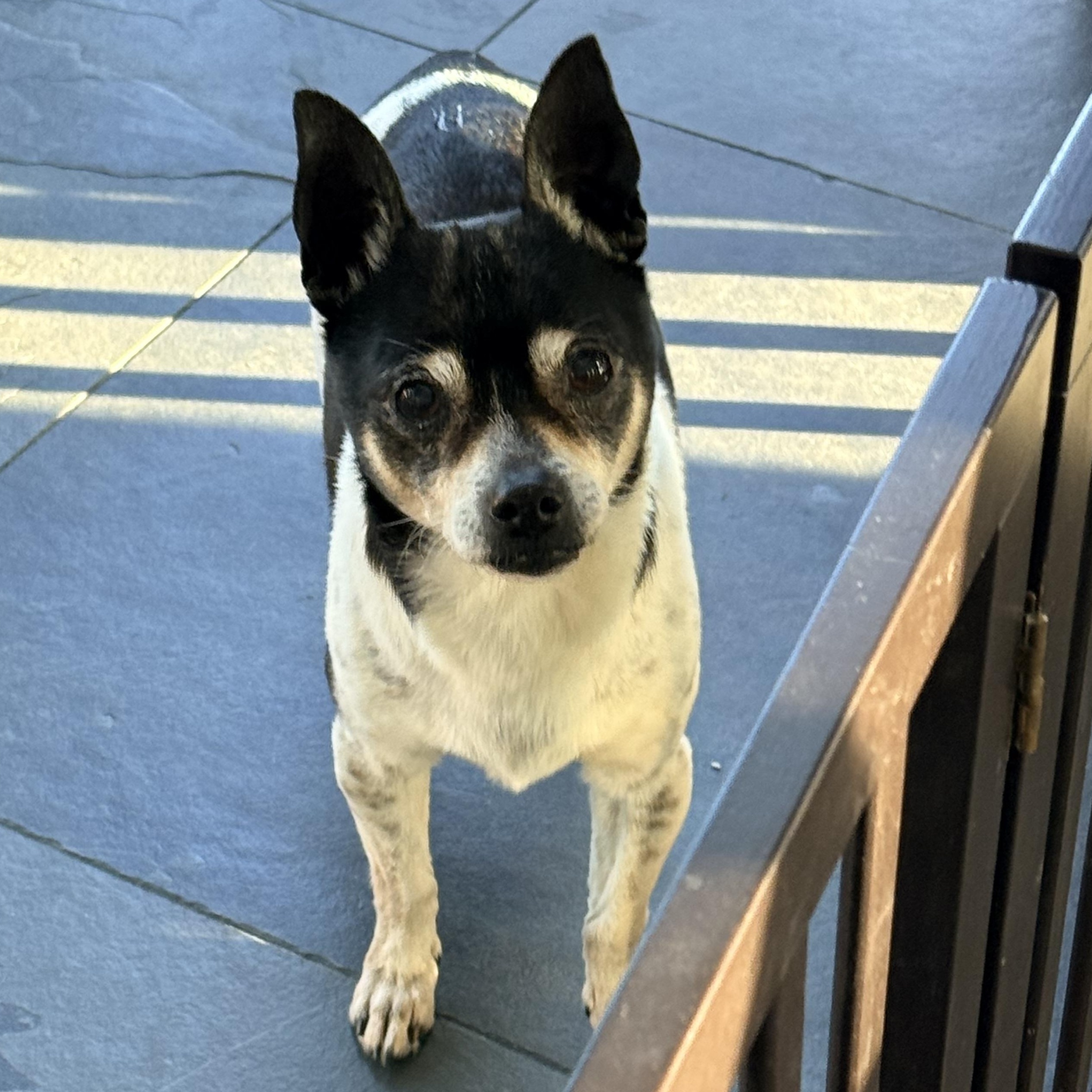 Enlarge DIEGO, a ADOPTABLE mixed breed in los angeles, CA image 3/6