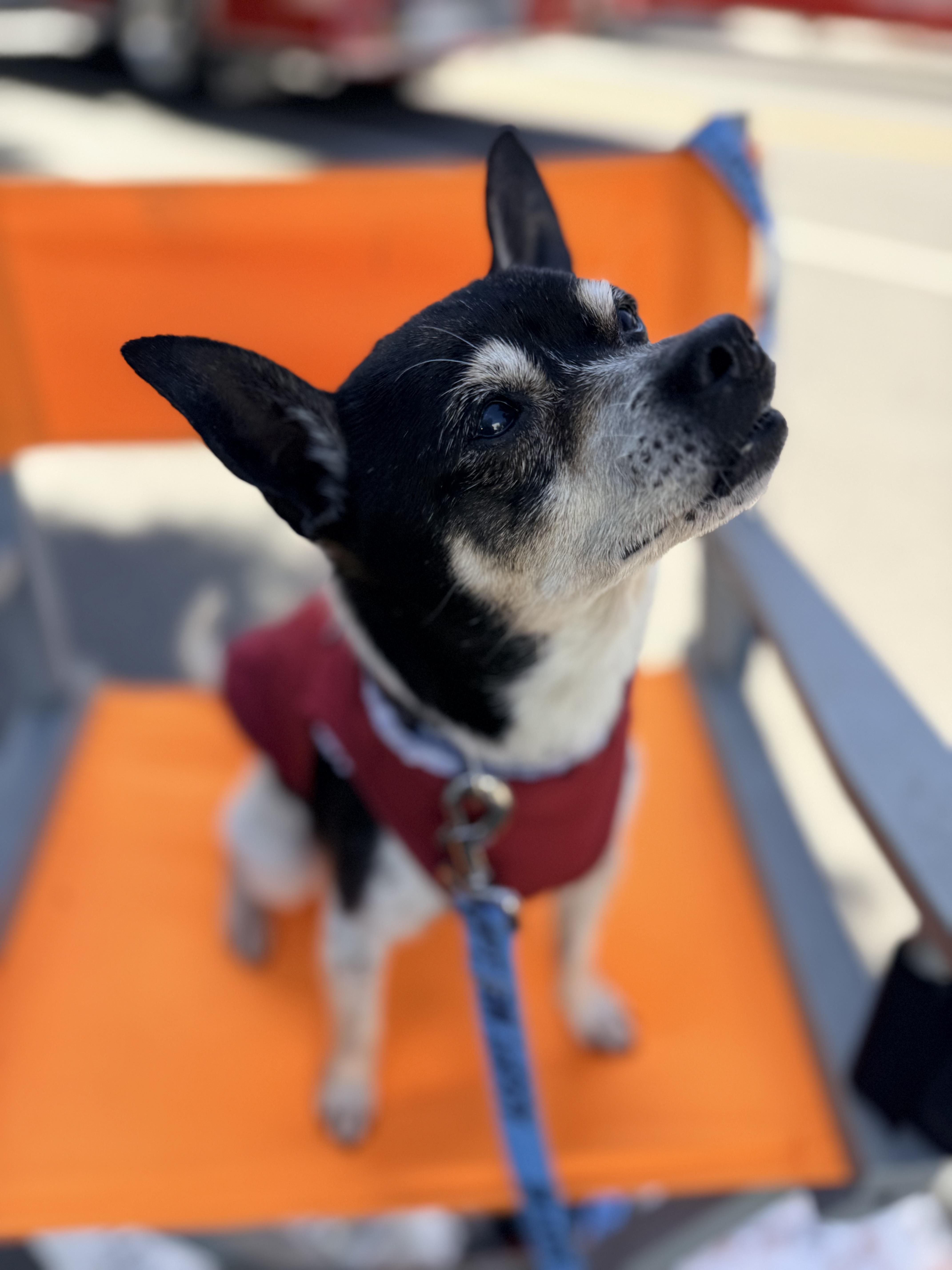 Enlarge DIEGO, a ADOPTABLE mixed breed in los angeles, CA image 1/6