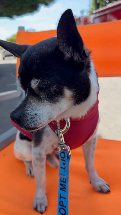 Enlarge DIEGO, a ADOPTABLE mixed breed in los angeles, CA video 6/6