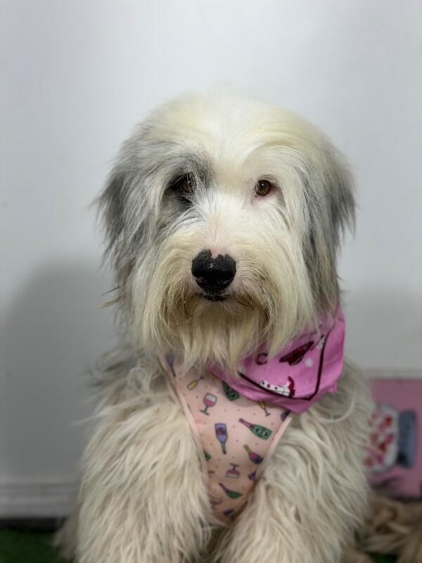 June-One of our Amazing Rescue Dogs, adopted, Young Female Old English Sheepdog & Bearded Collie.