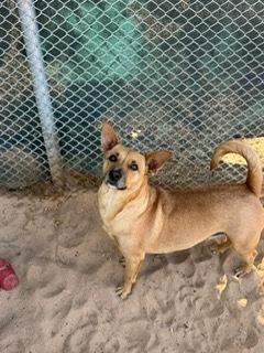 Martha, Adoptable, Adult Female Rat Terrier & Basenji.