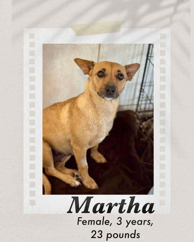 Enlarge Martha, a Adoptable mixed breed in Puerto Penasco, SON image 2/2