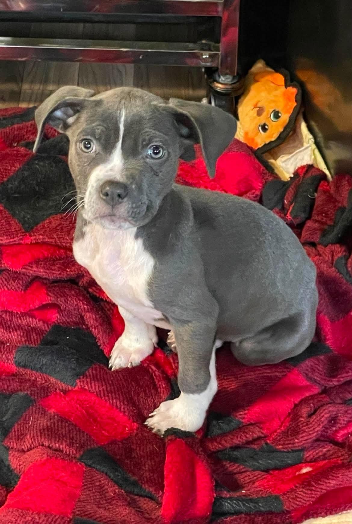 Enlarge Will, a Adopted Mixed Breed in Berwick, ME image 2/2
