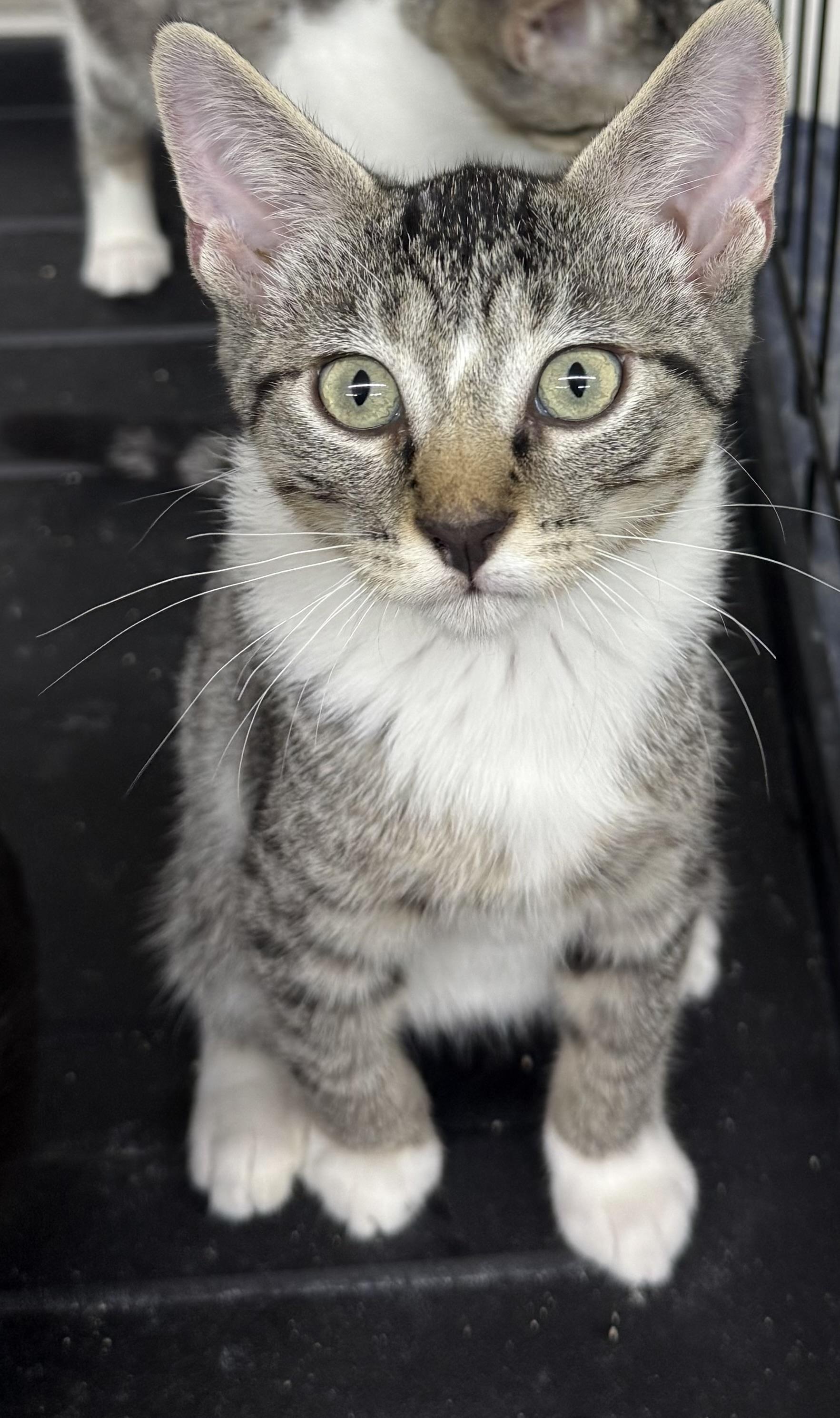 Cutler, adopted, Kitten Male Domestic Short Hair.