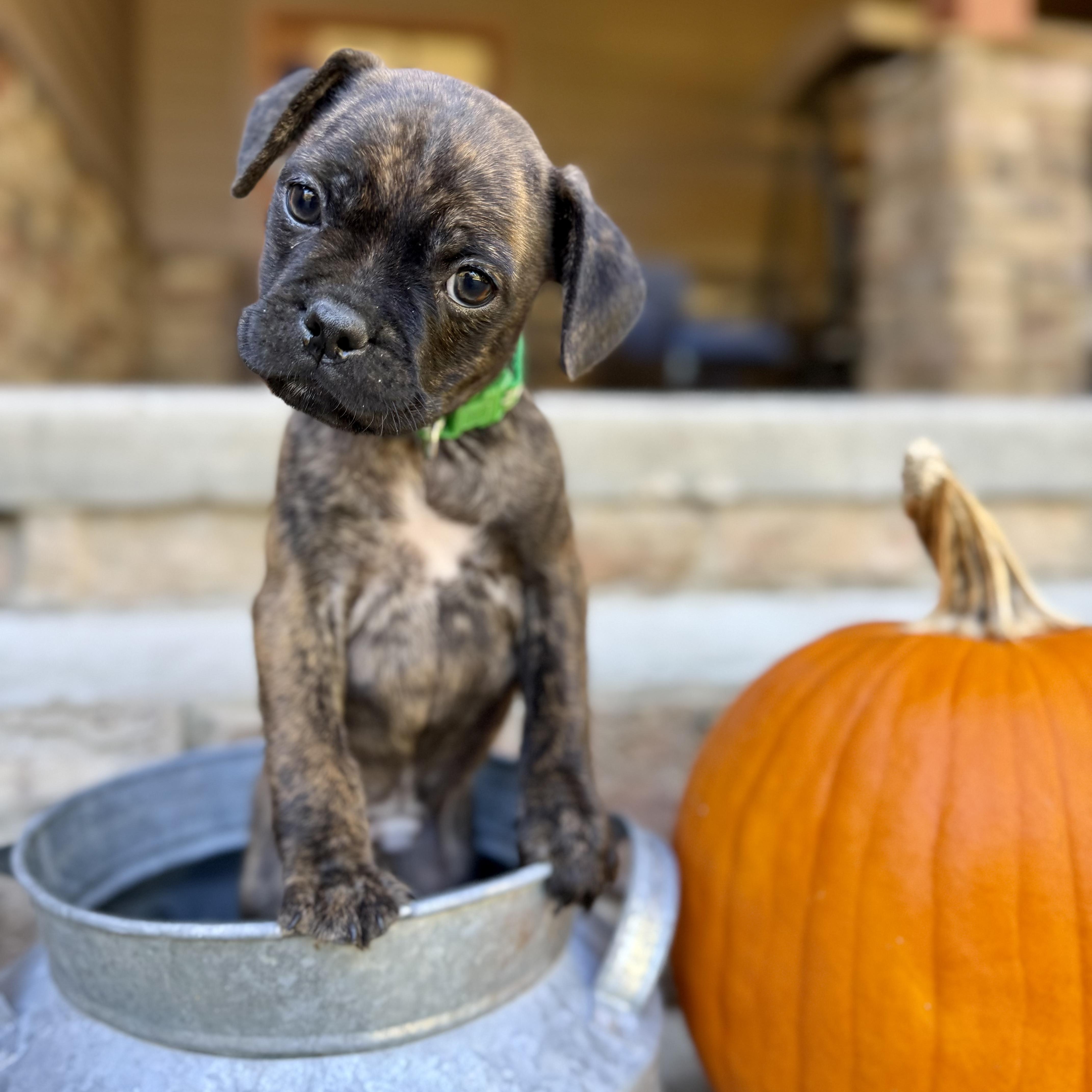Enlarge Flannel, a Adoptable mixed breed in Murphysboro, IL image 2/5
