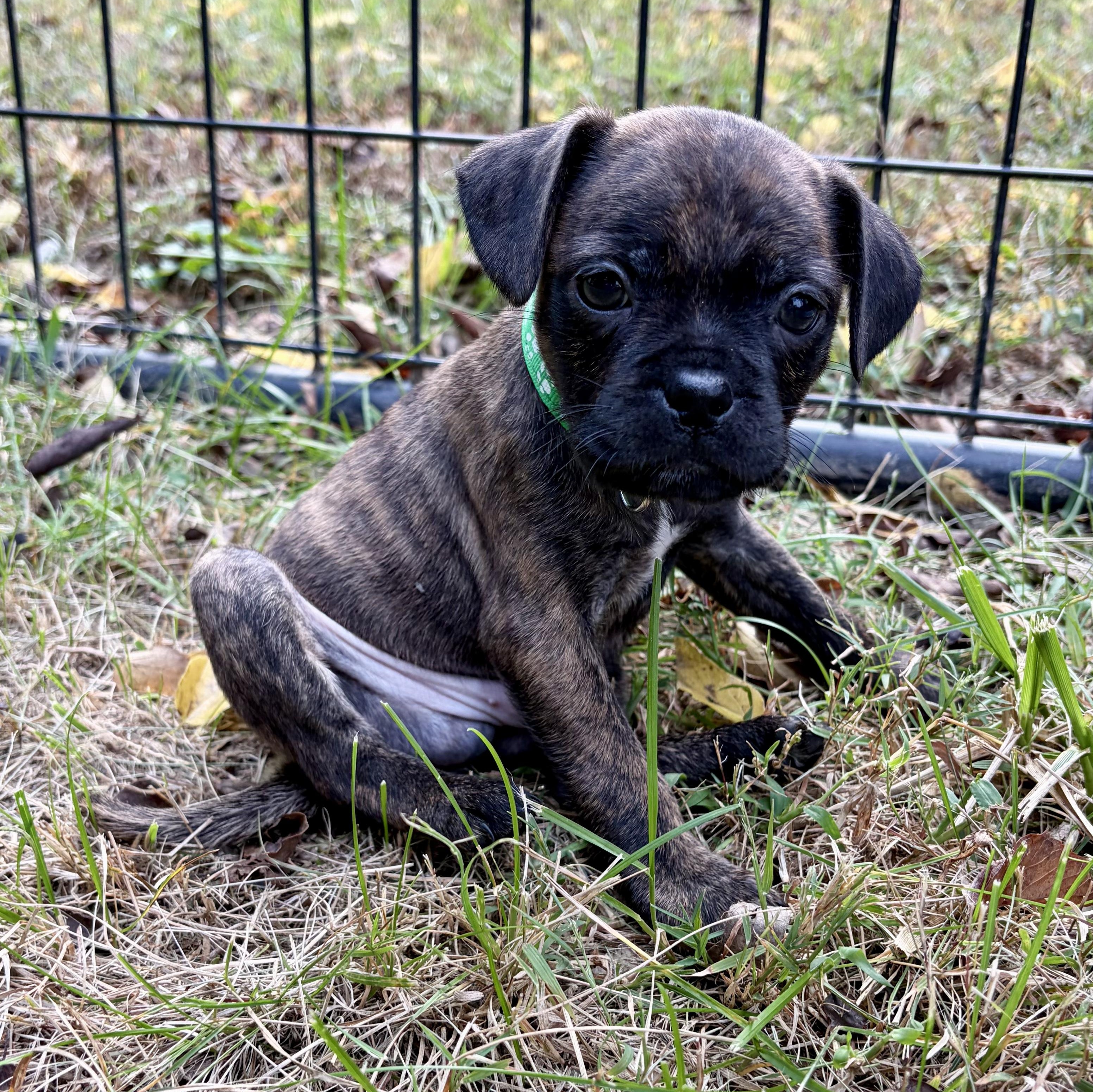 Enlarge Flannel, a Adoptable mixed breed in Murphysboro, IL image 3/5