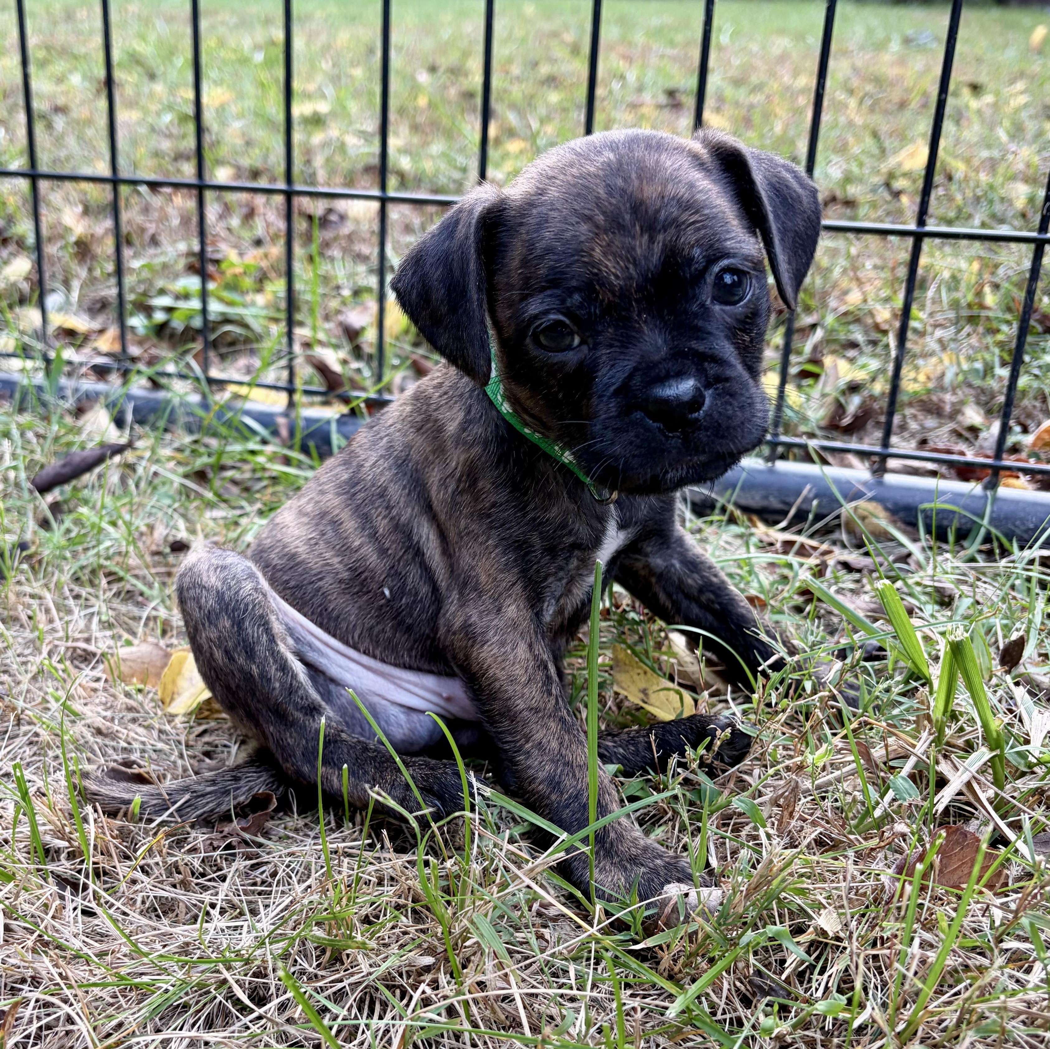 Enlarge Flannel, a Adoptable mixed breed in Murphysboro, IL image 4/5