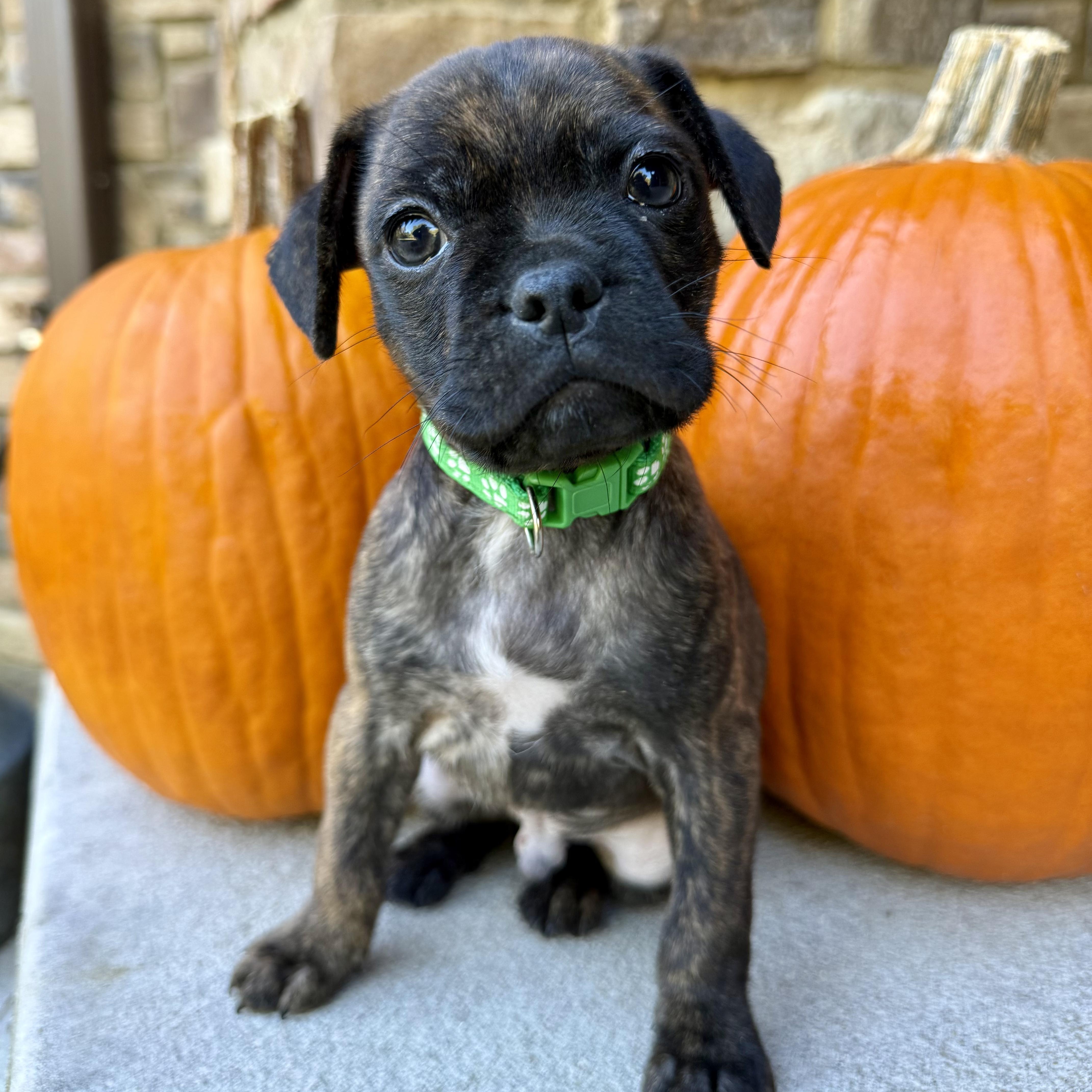 Enlarge Flannel, a Adoptable mixed breed in Murphysboro, IL image 1/5