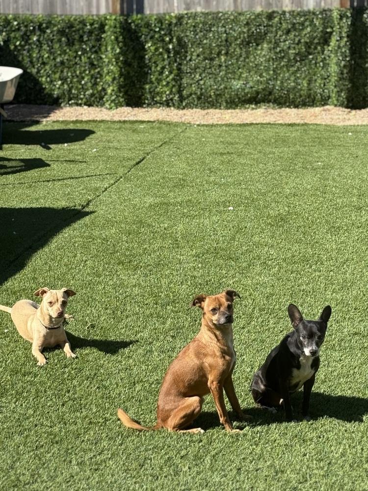 Enlarge Tom, a Adoptable Chihuahua in Cranston, RI image 3/5