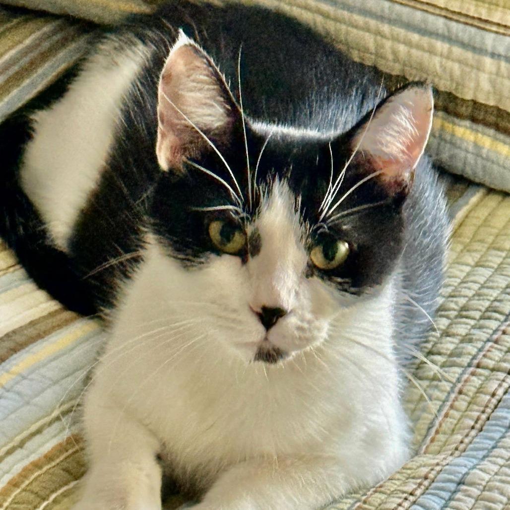 Bloom, Adoptable, Adult Female Domestic Medium Hair.