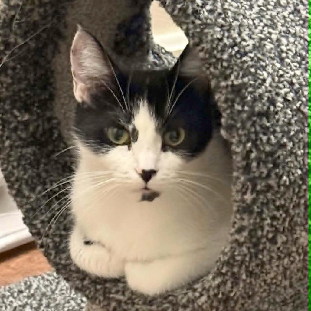 Enlarge Bloom, a Adoptable Domestic Medium Hair in FAIRWAY, KS image 2/2