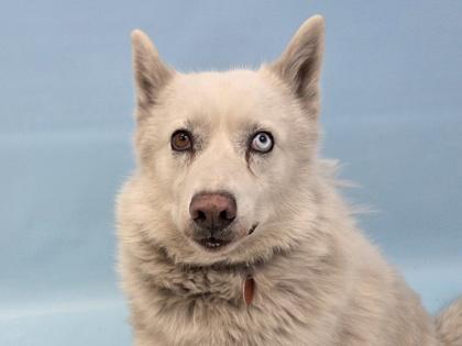 Extravaganza, Adoptable, Adult Female Siberian Husky & Mixed Breed.