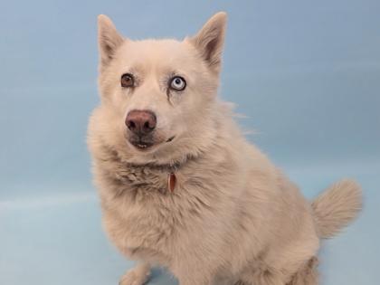 Extravaganza, a Adoptable mixed breed in Woodbury, MN image 2/2