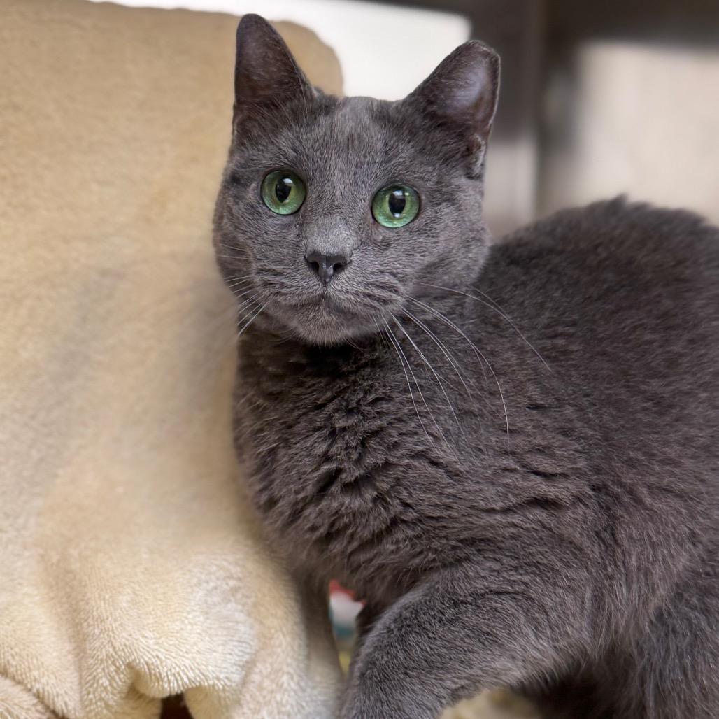 Allosaurus, Adoptable, Senior Female Domestic Short Hair.