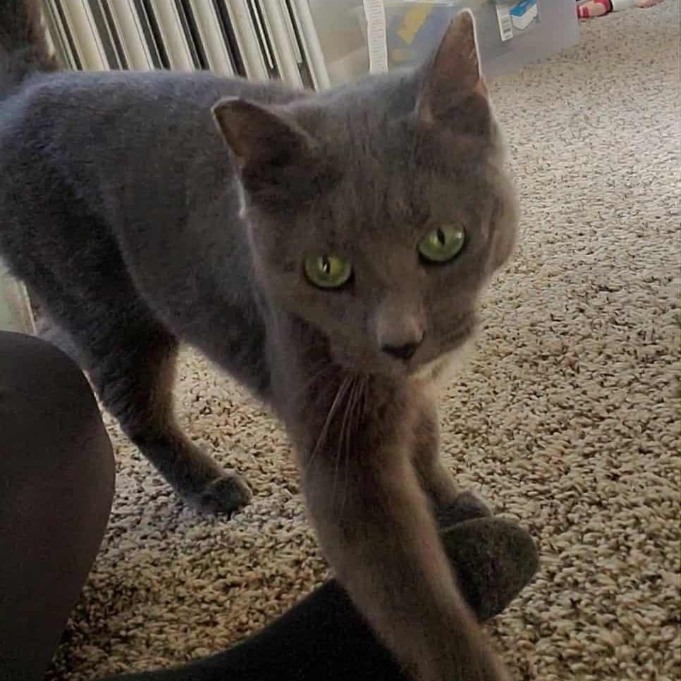 Enlarge Allosaurus, a Adoptable Domestic Short Hair in York, PA image 2/5