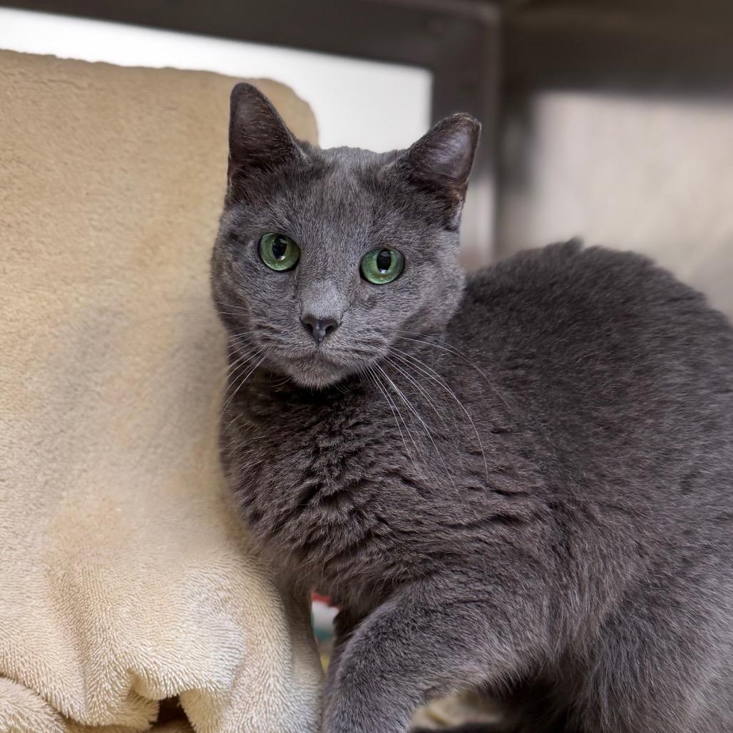 Enlarge Allosaurus, a Adoptable Domestic Short Hair in York, PA image 3/5