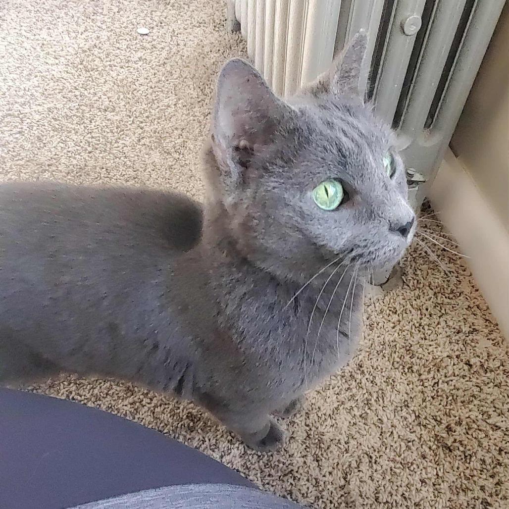 Enlarge Allosaurus, a Adoptable Domestic Short Hair in York, PA image 4/5