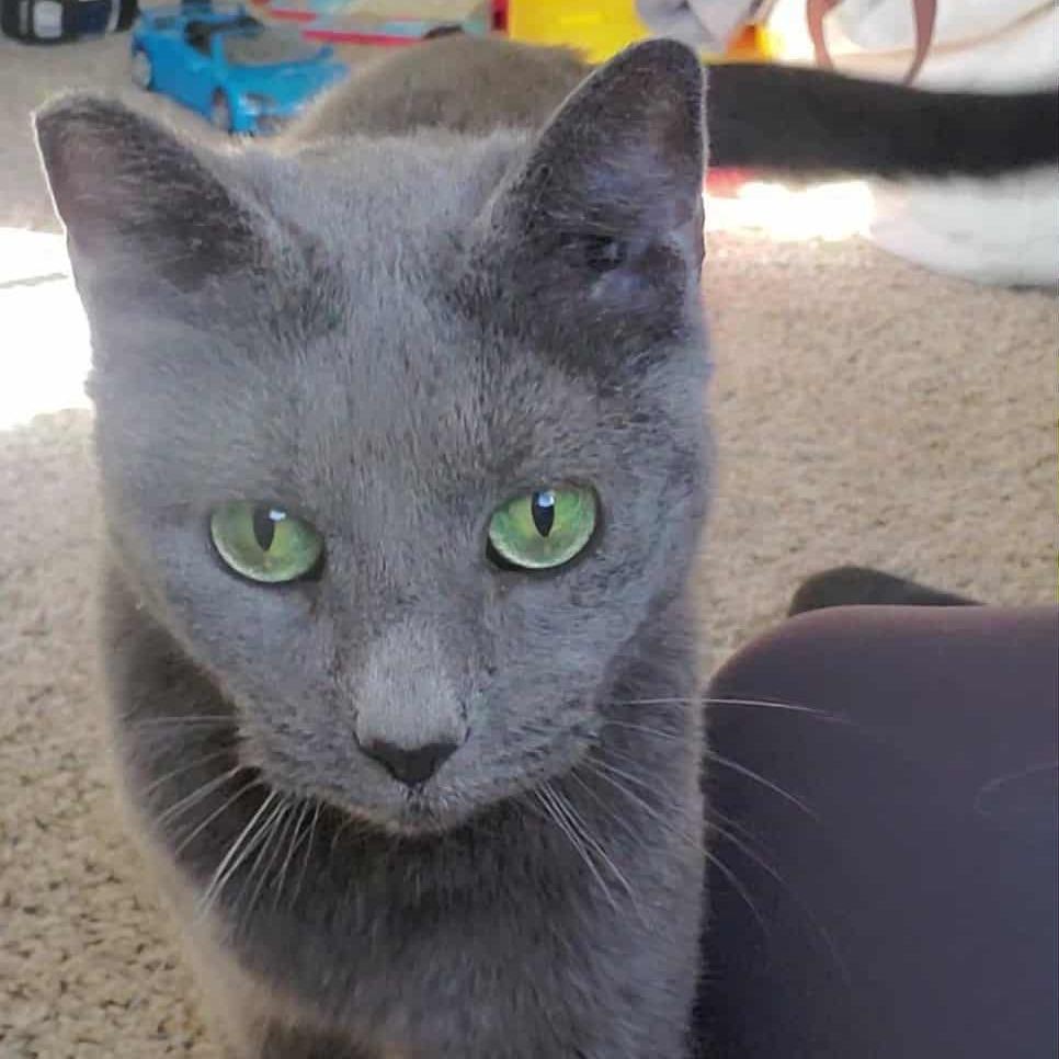 Enlarge Allosaurus, a Adoptable Domestic Short Hair in York, PA image 5/5