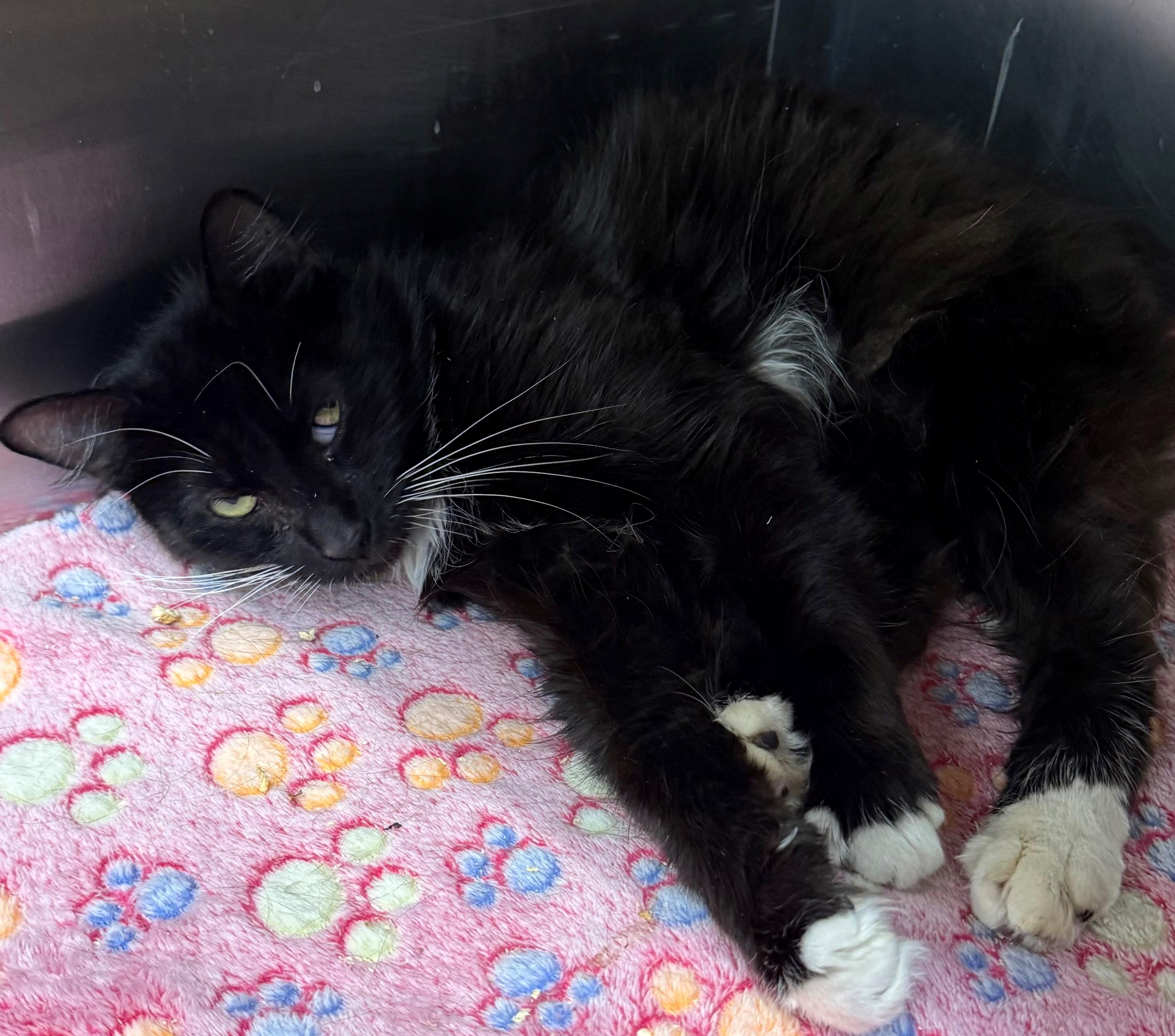 Fishstick, ADOPTABLE, Adult Female Domestic Short Hair.